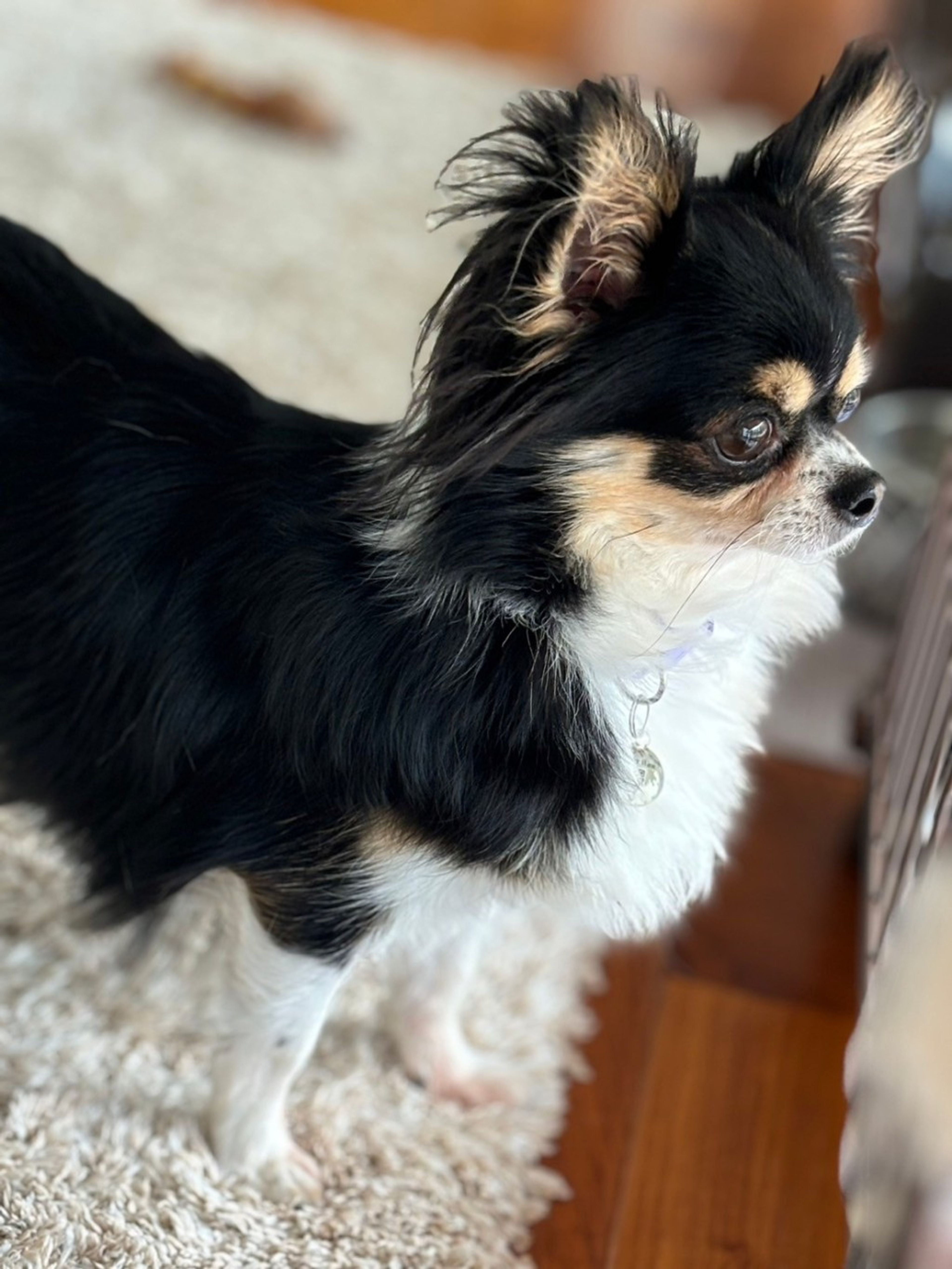 pet-image-4