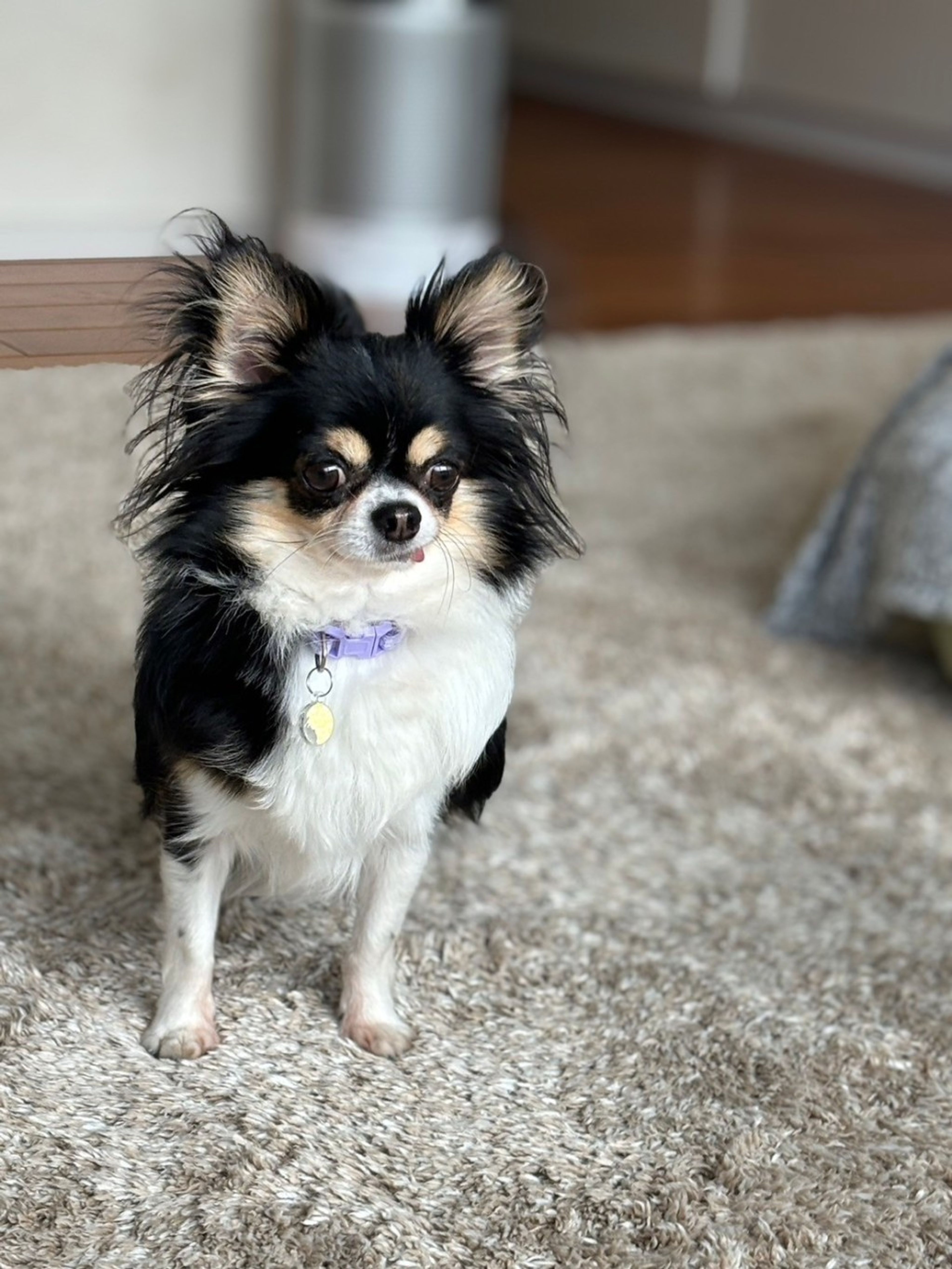 pet-image-6