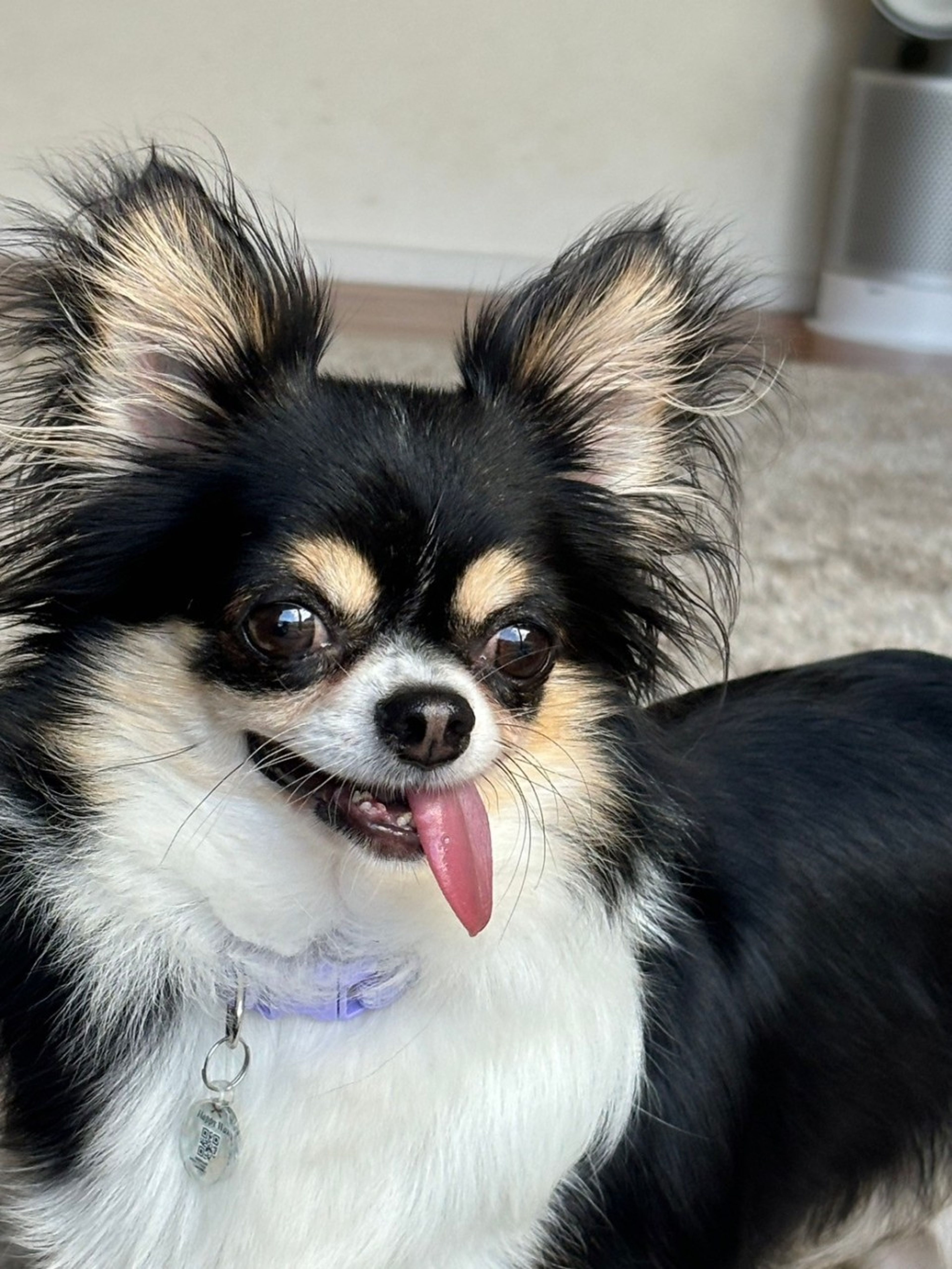 pet-image-2