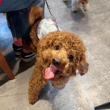 雑種（ミックス犬）・オスの里親募集の写真