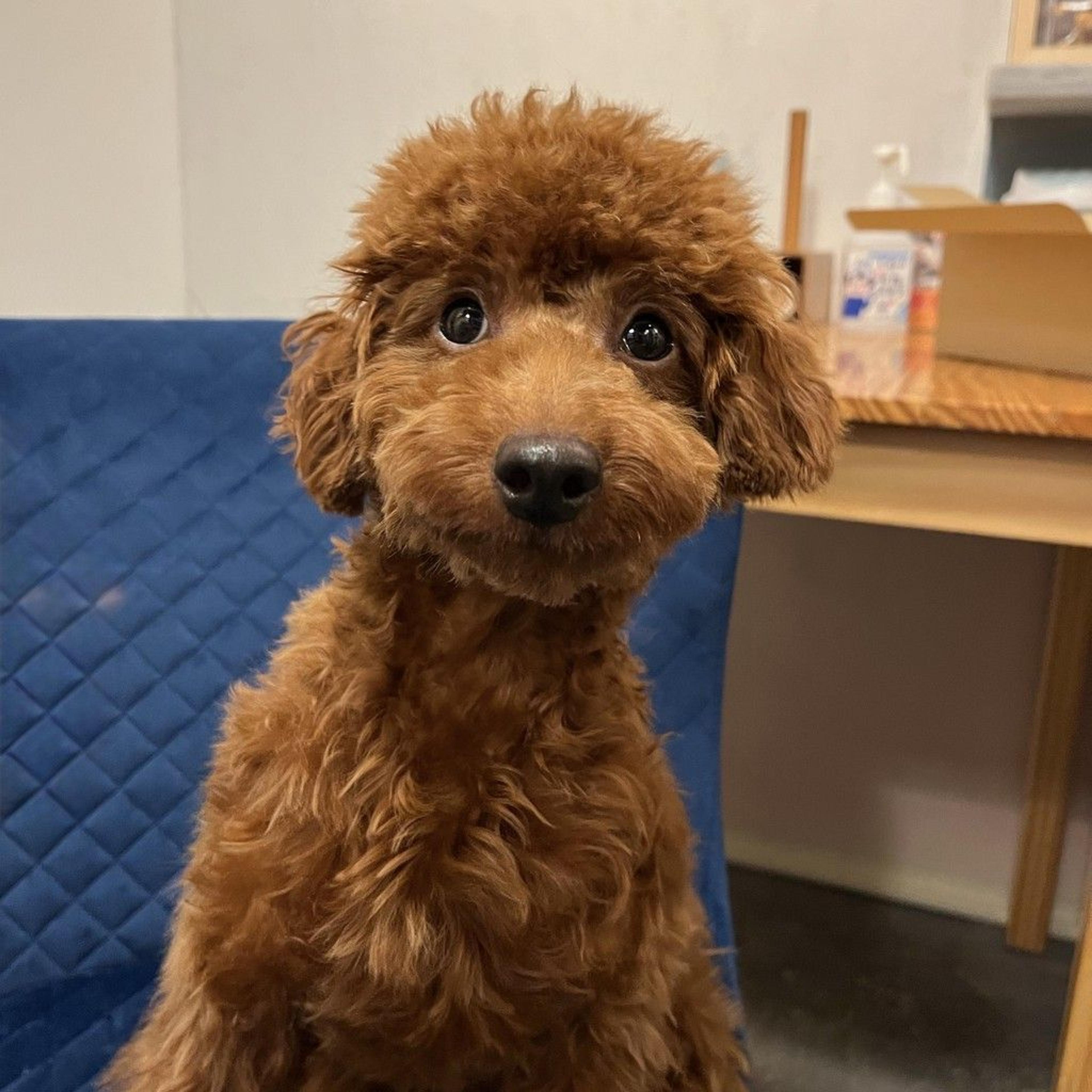 pet-image-2