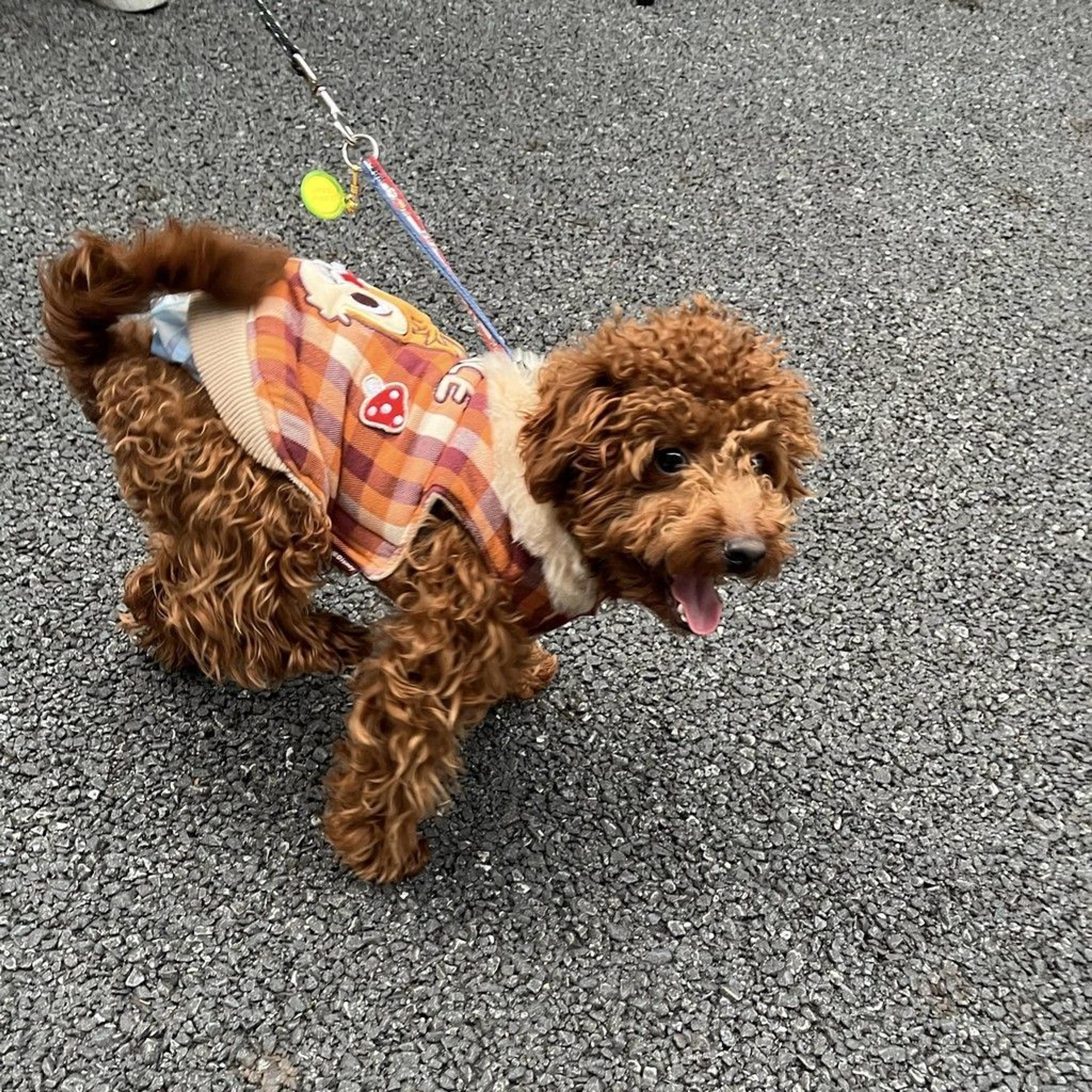 pet-image-3