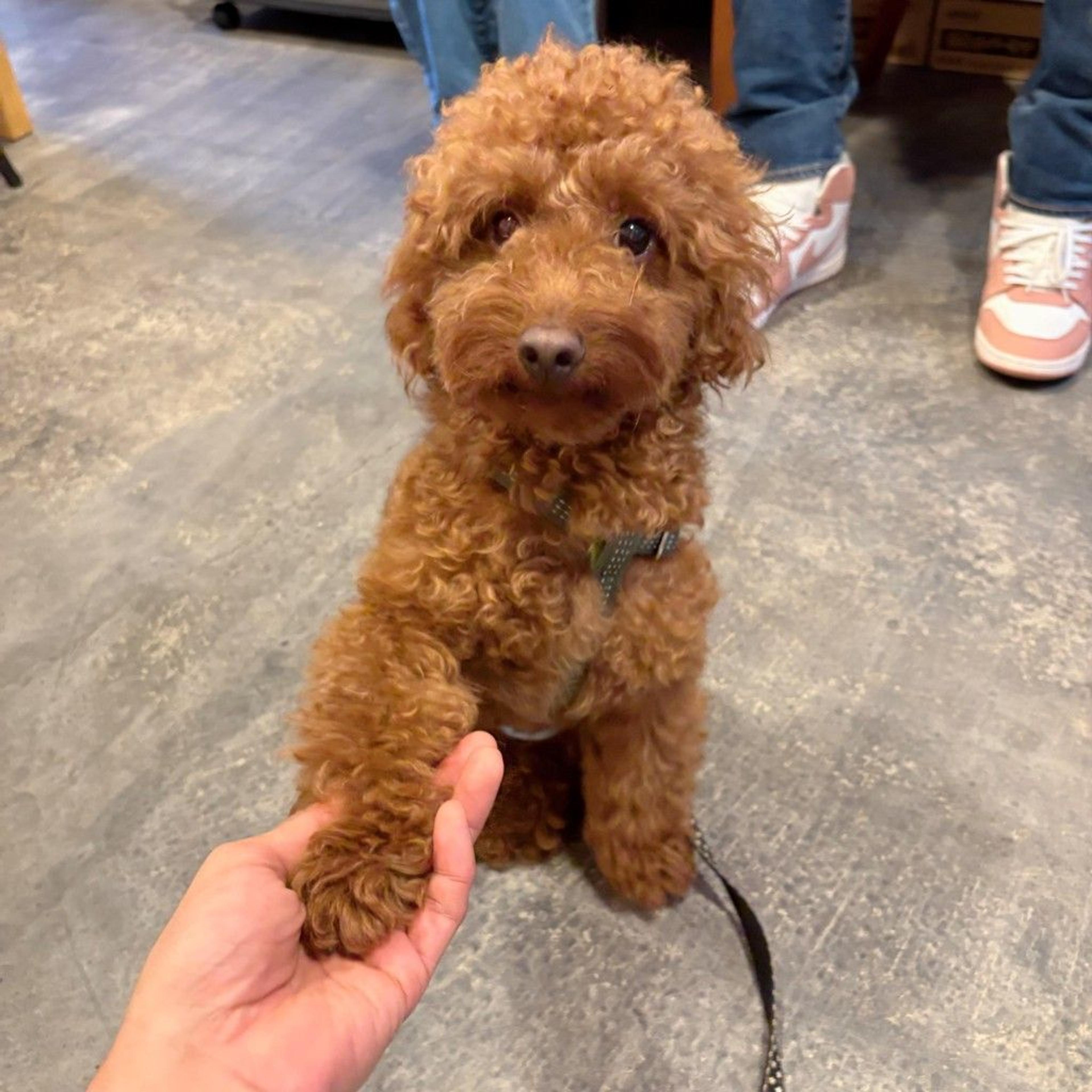 pet-image-4