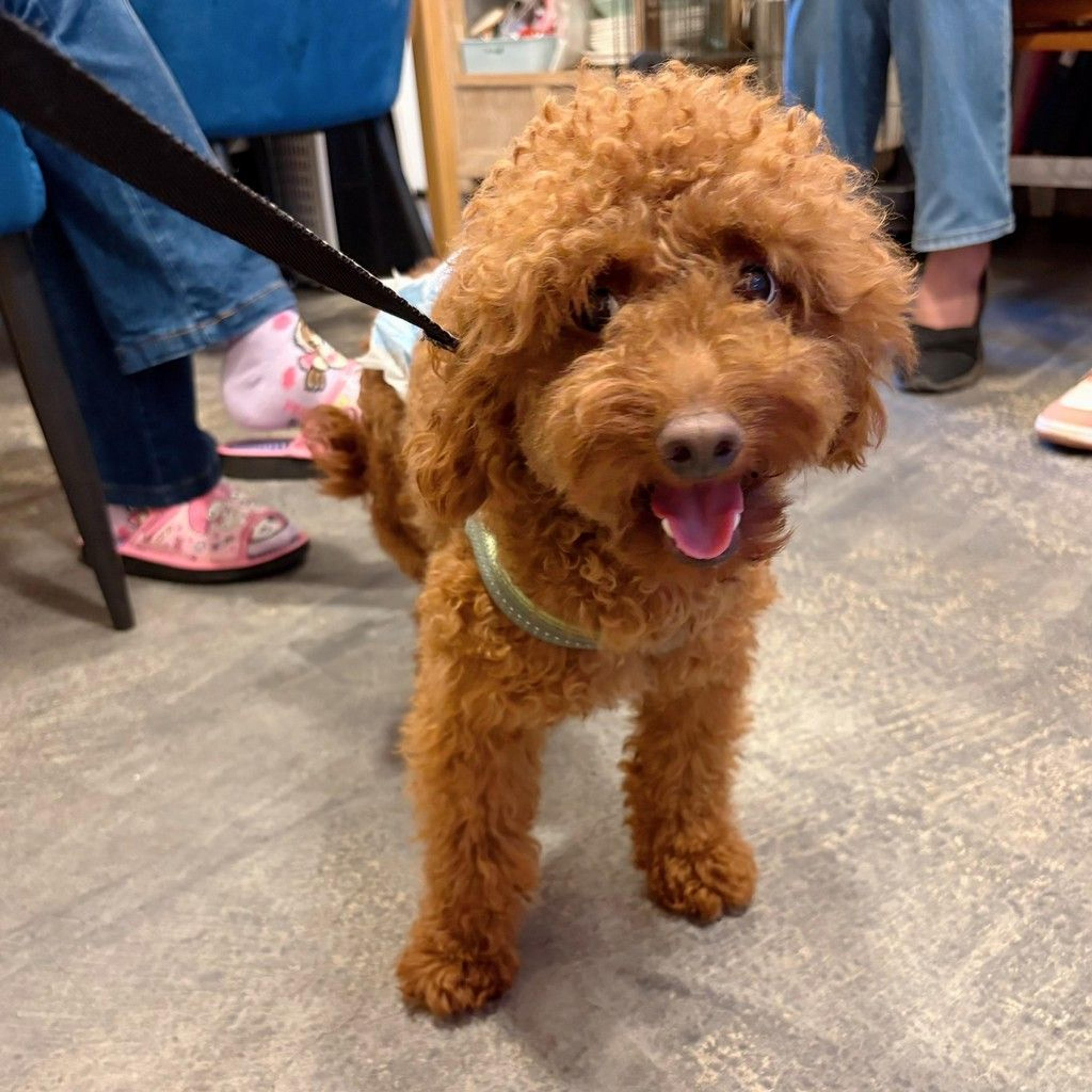 pet-image-6