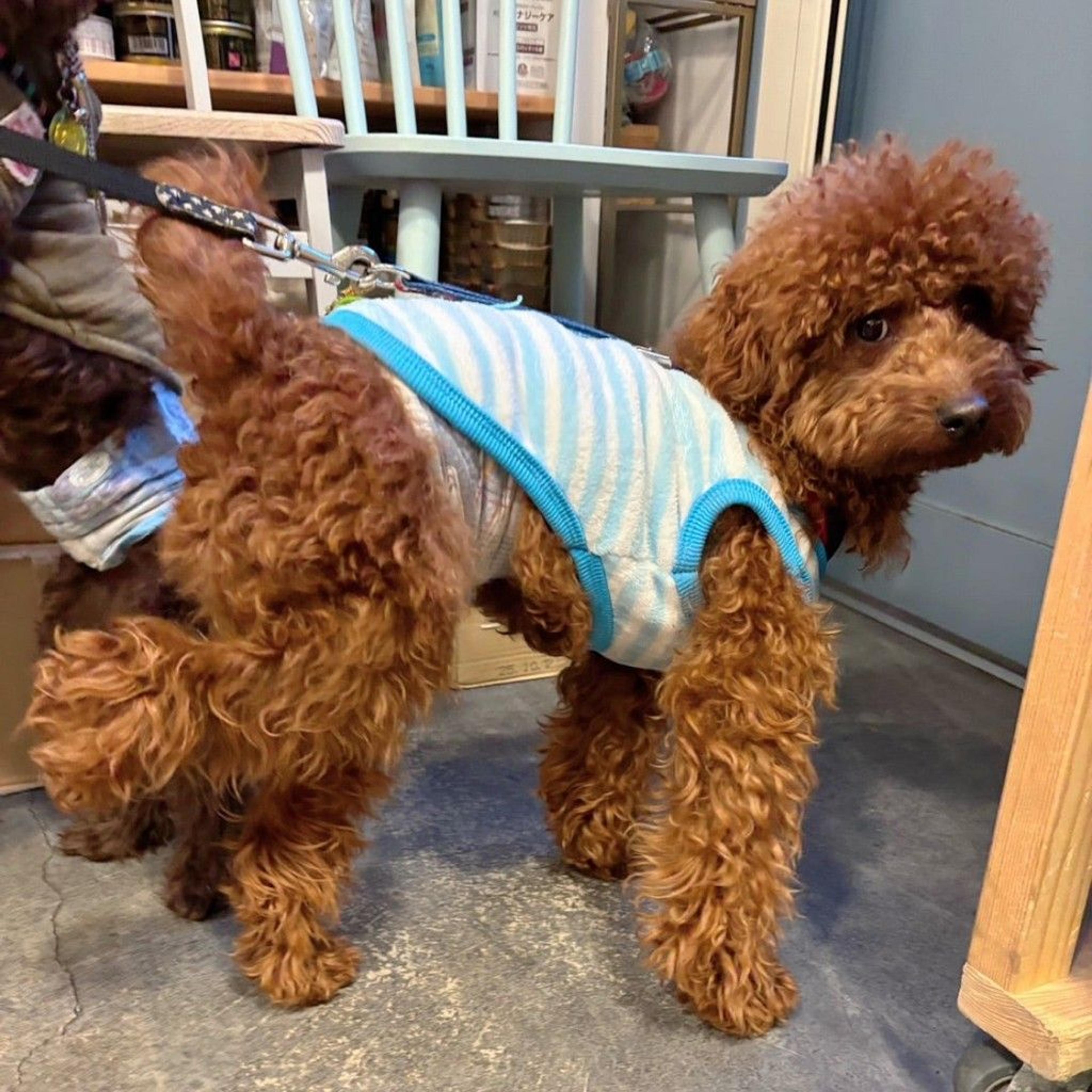 pet-image-7