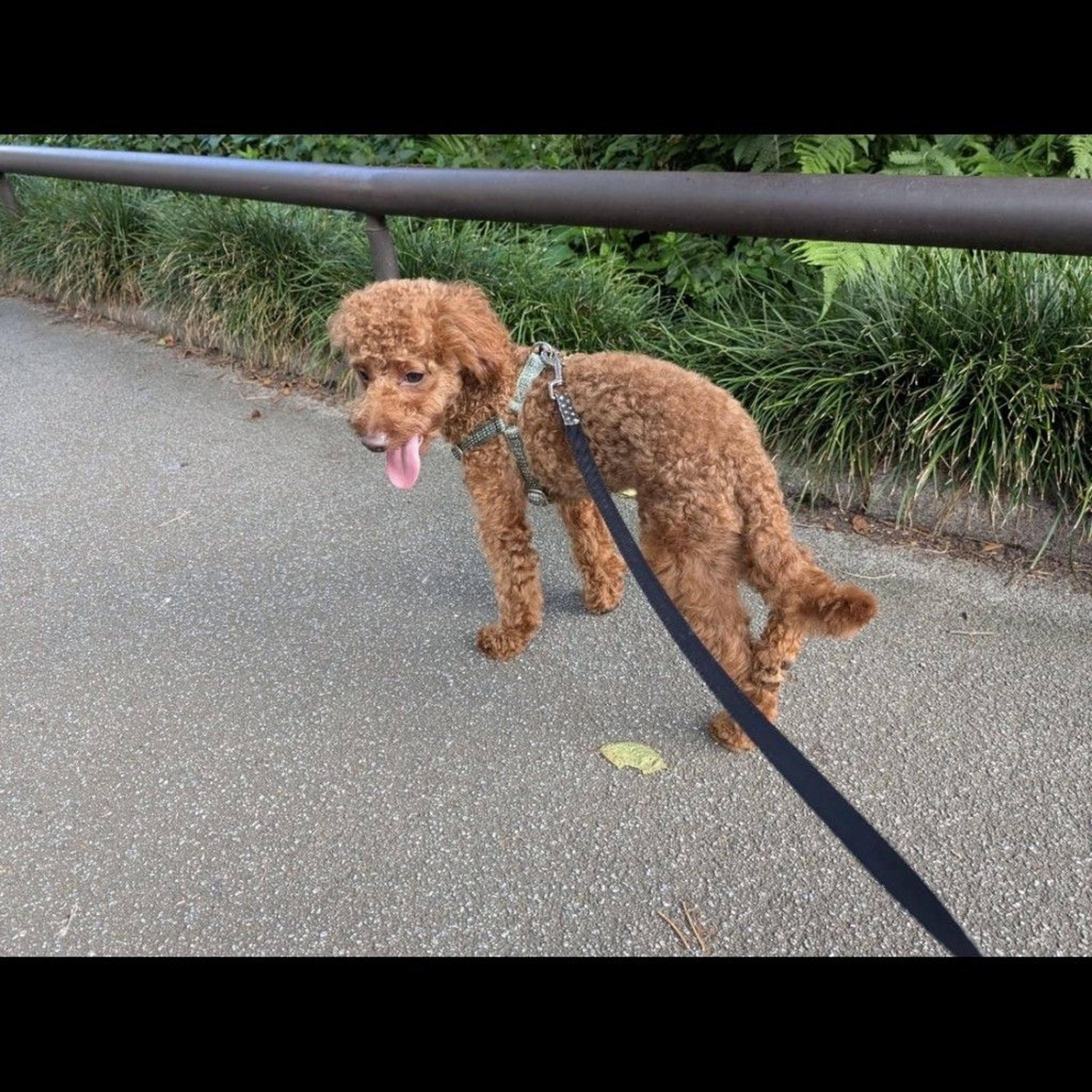 pet-image-8