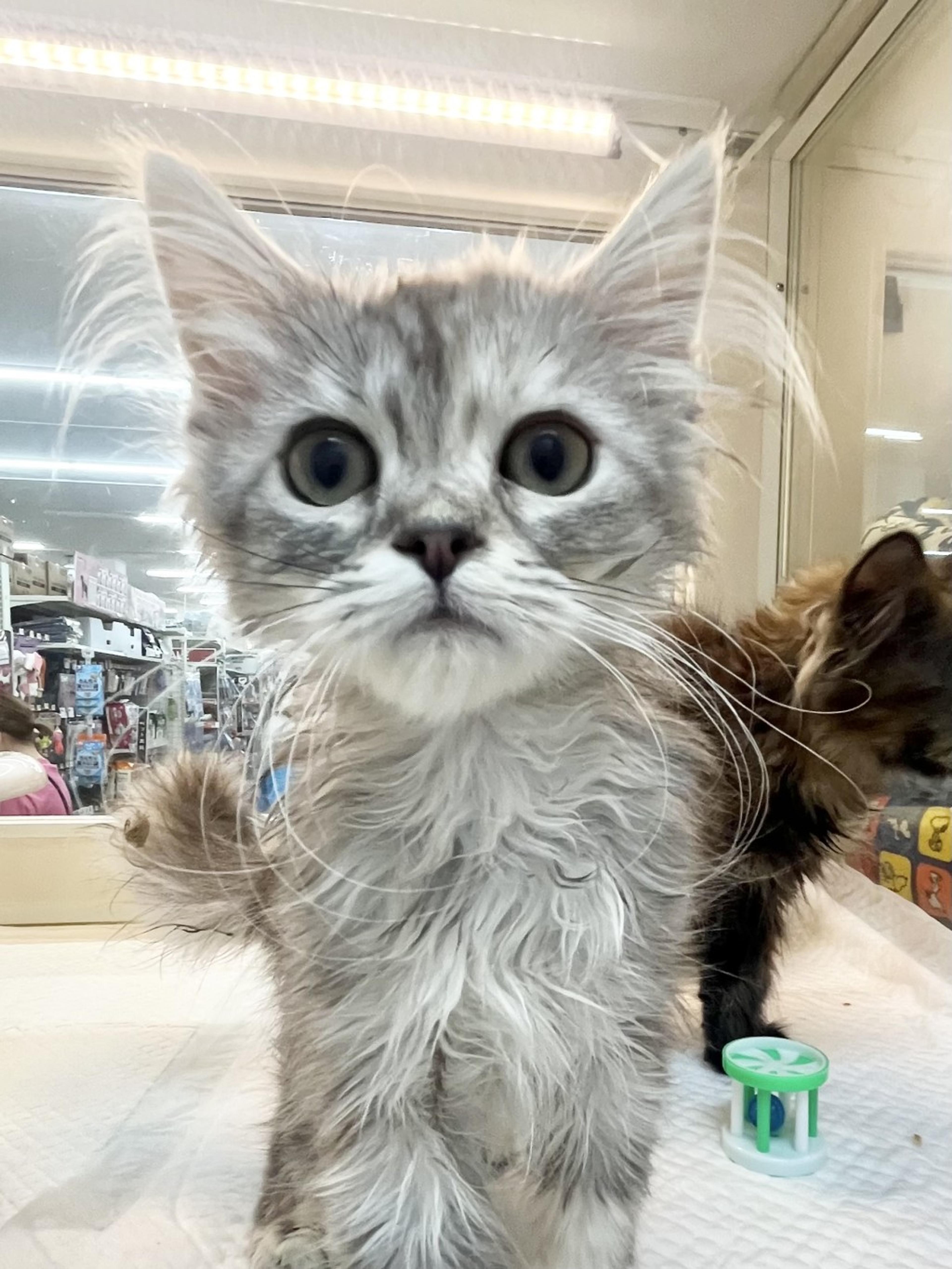 pet-image-2