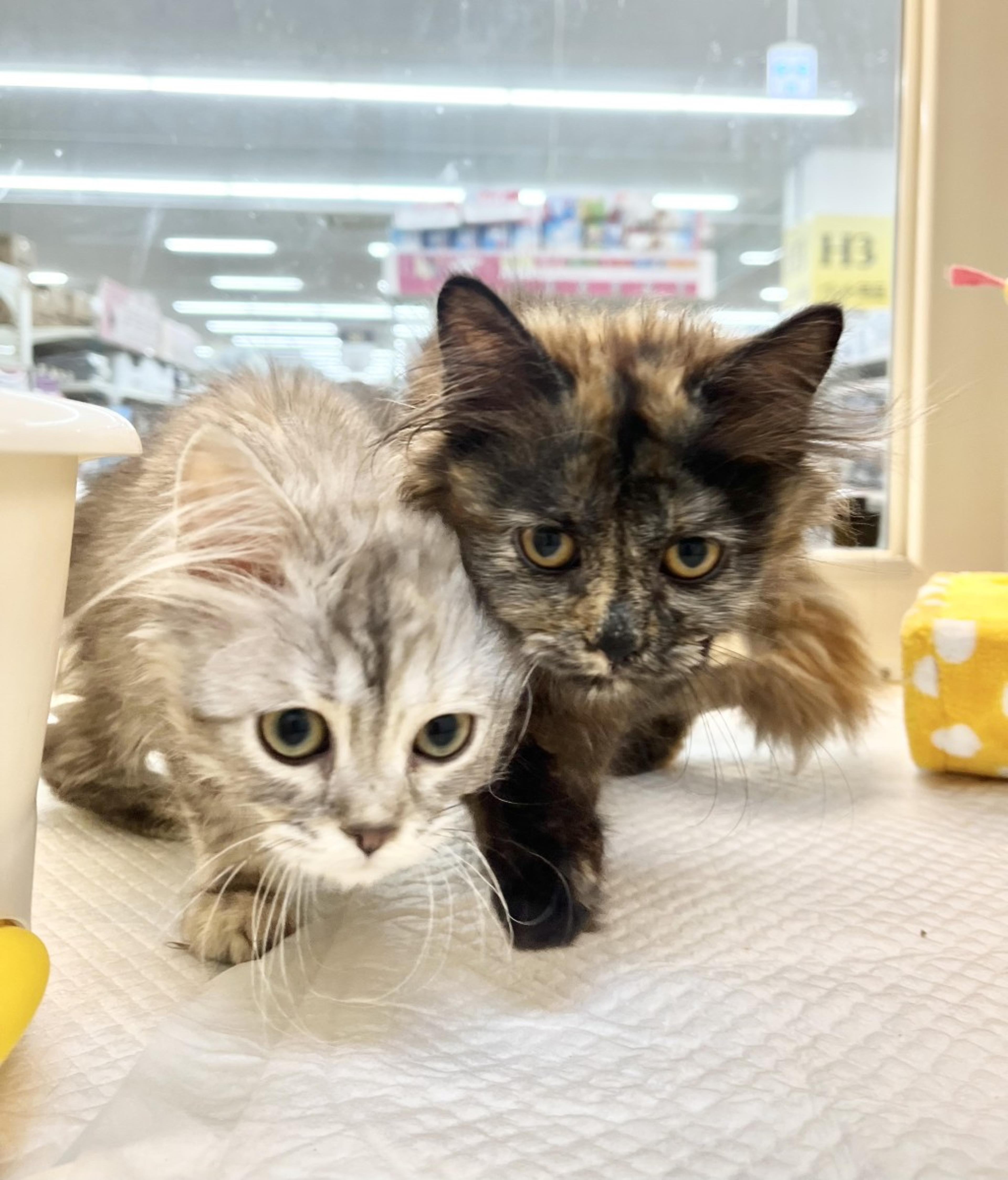 pet-image-3