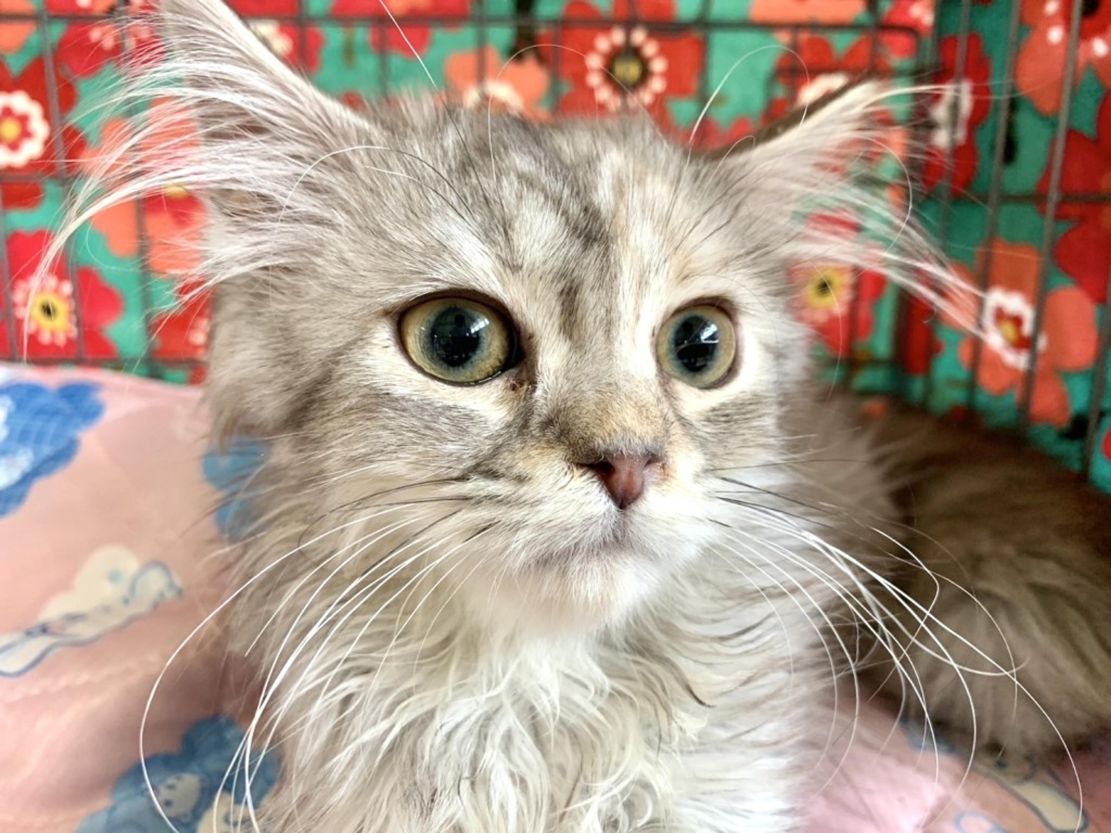 pet-image-4