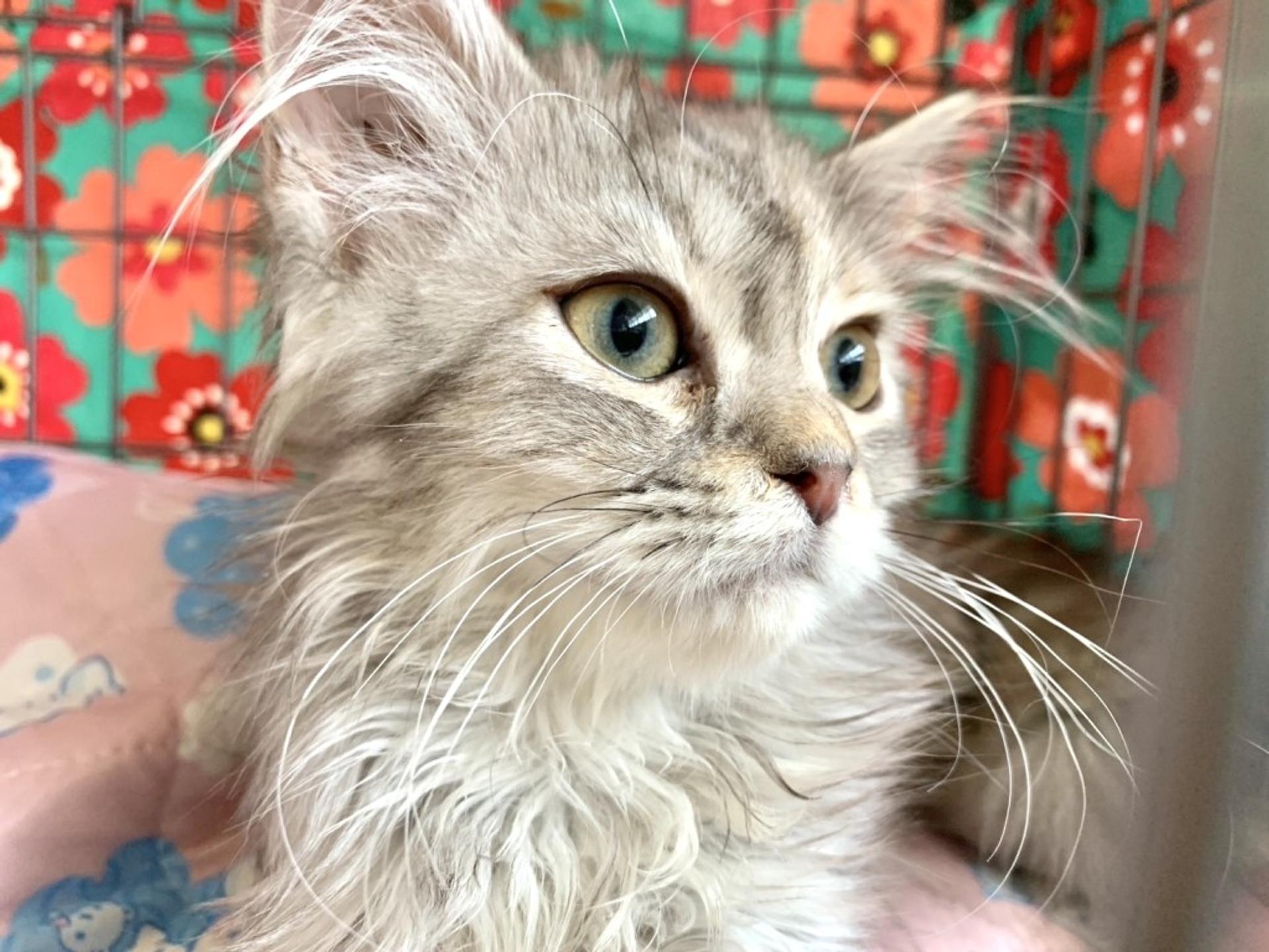 pet-image-5