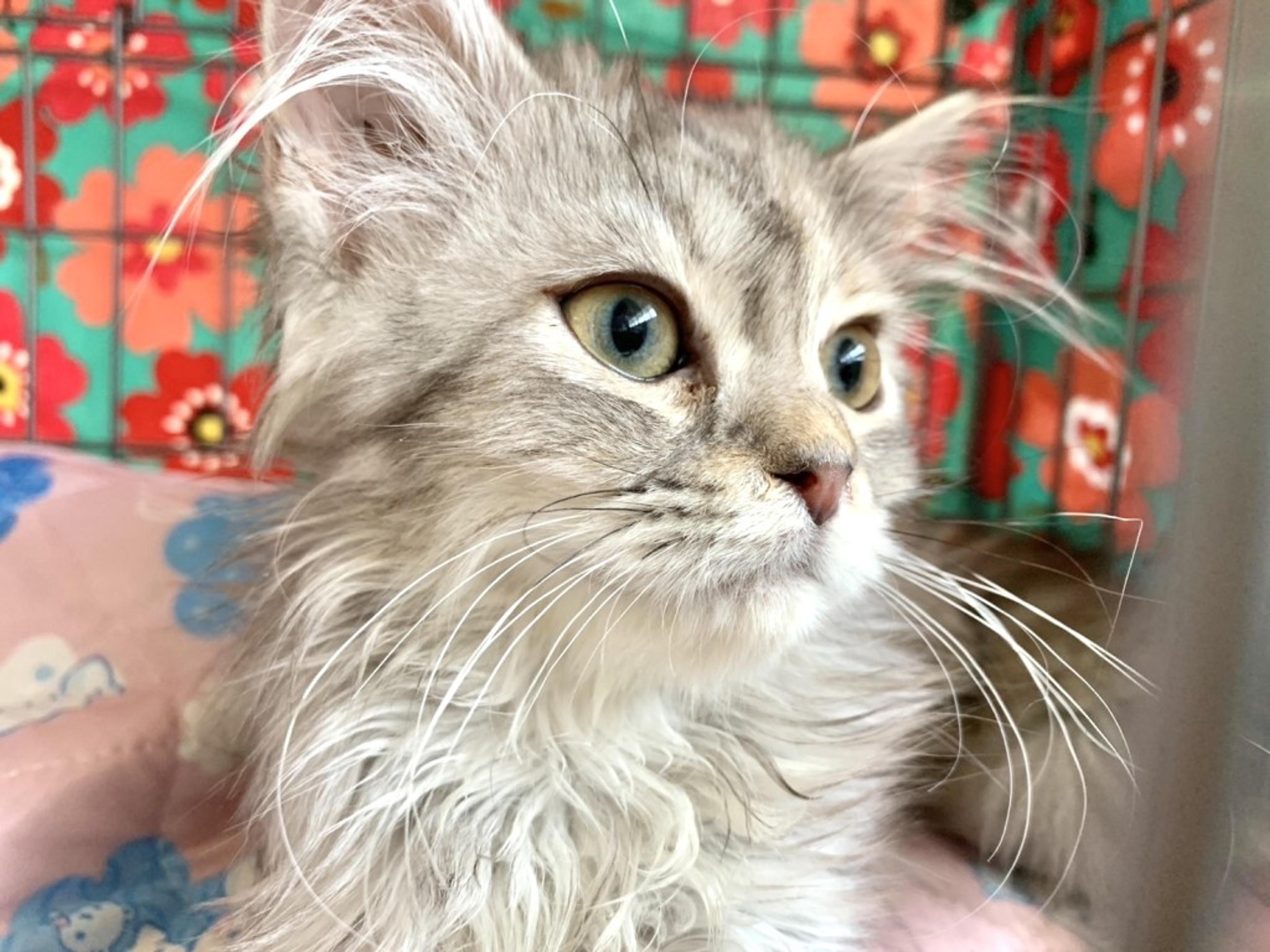 pet-image-5