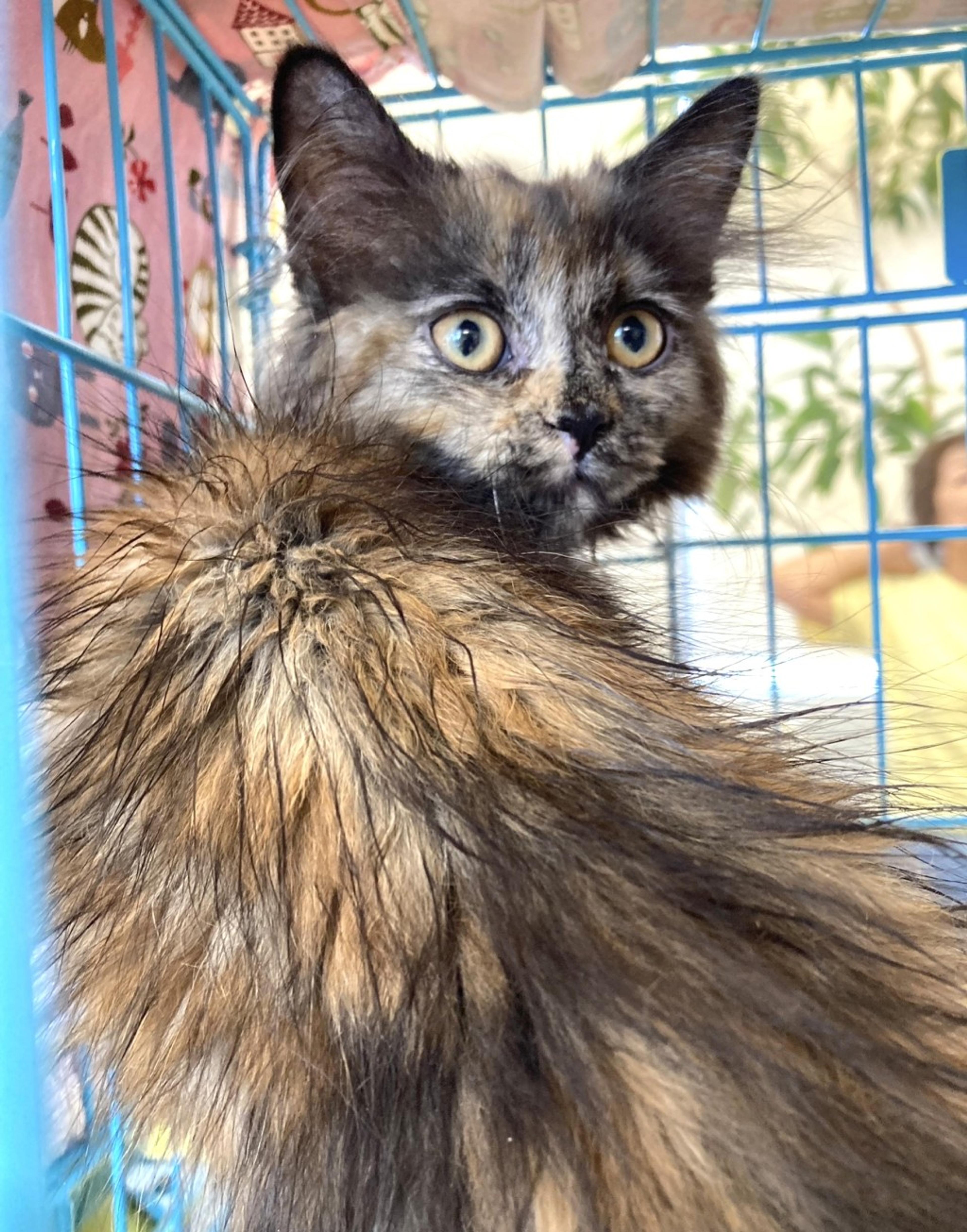 pet-image-5