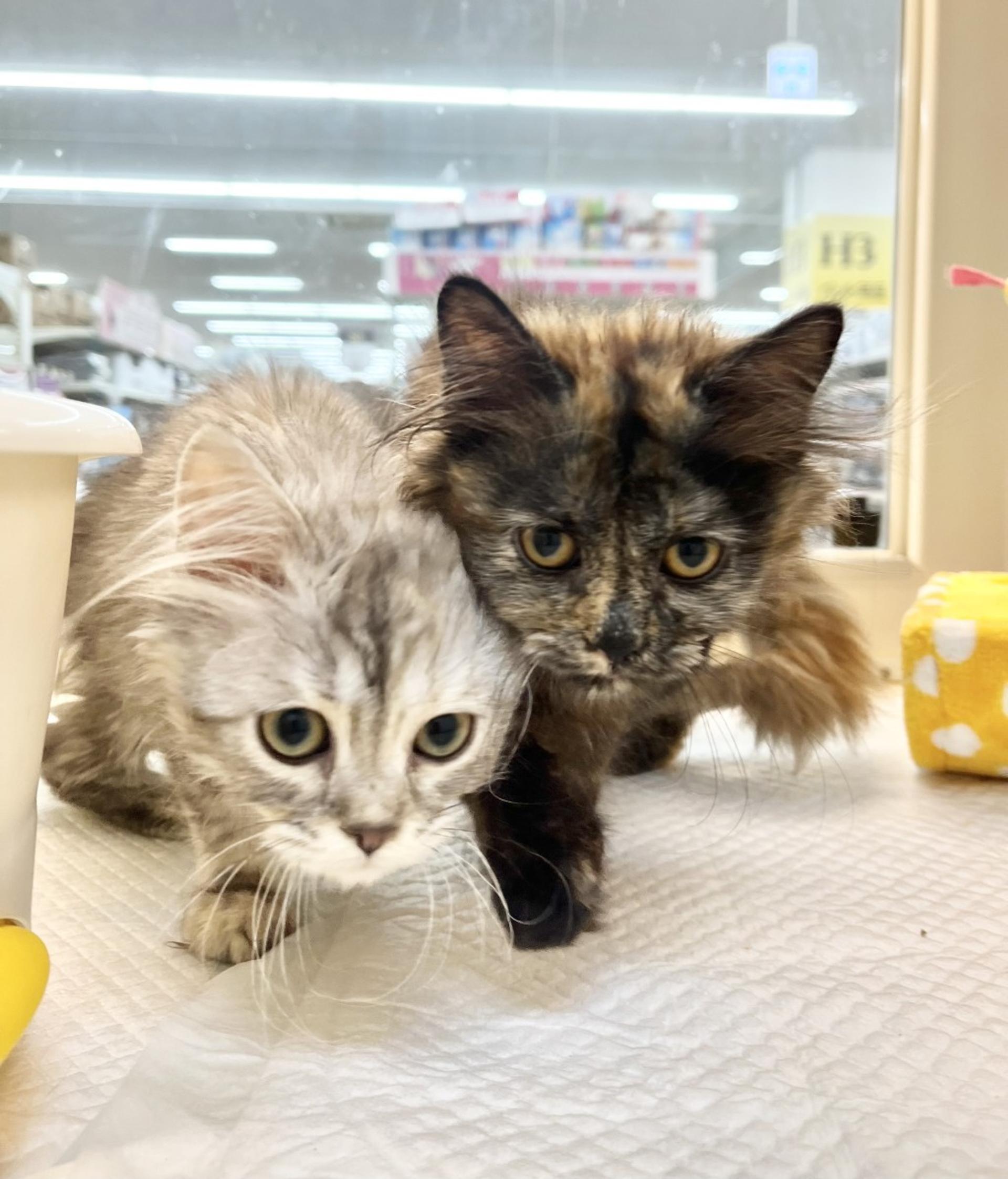 pet-image-3