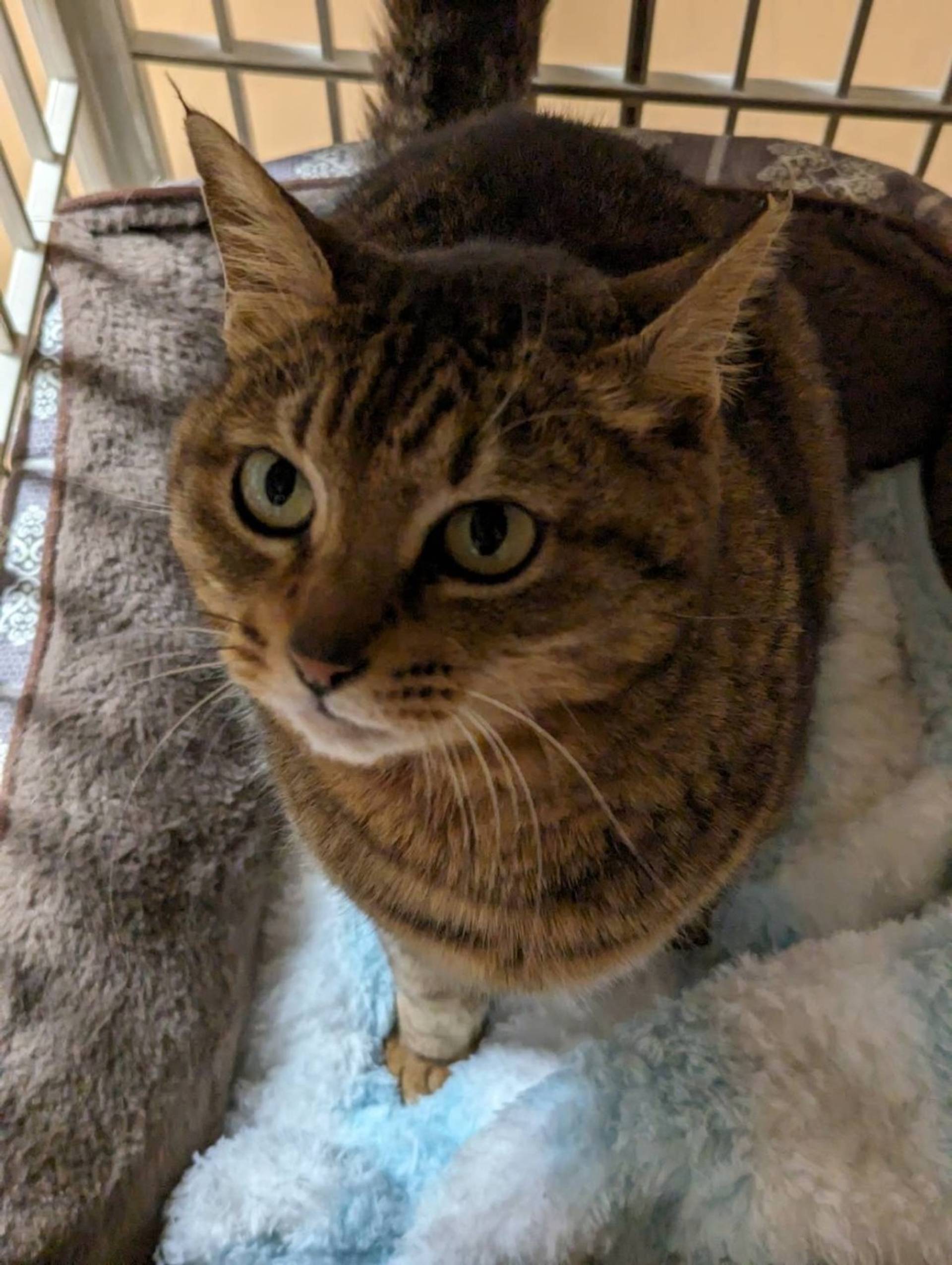 雑種（ミックス猫）・メスの里親募集の写真