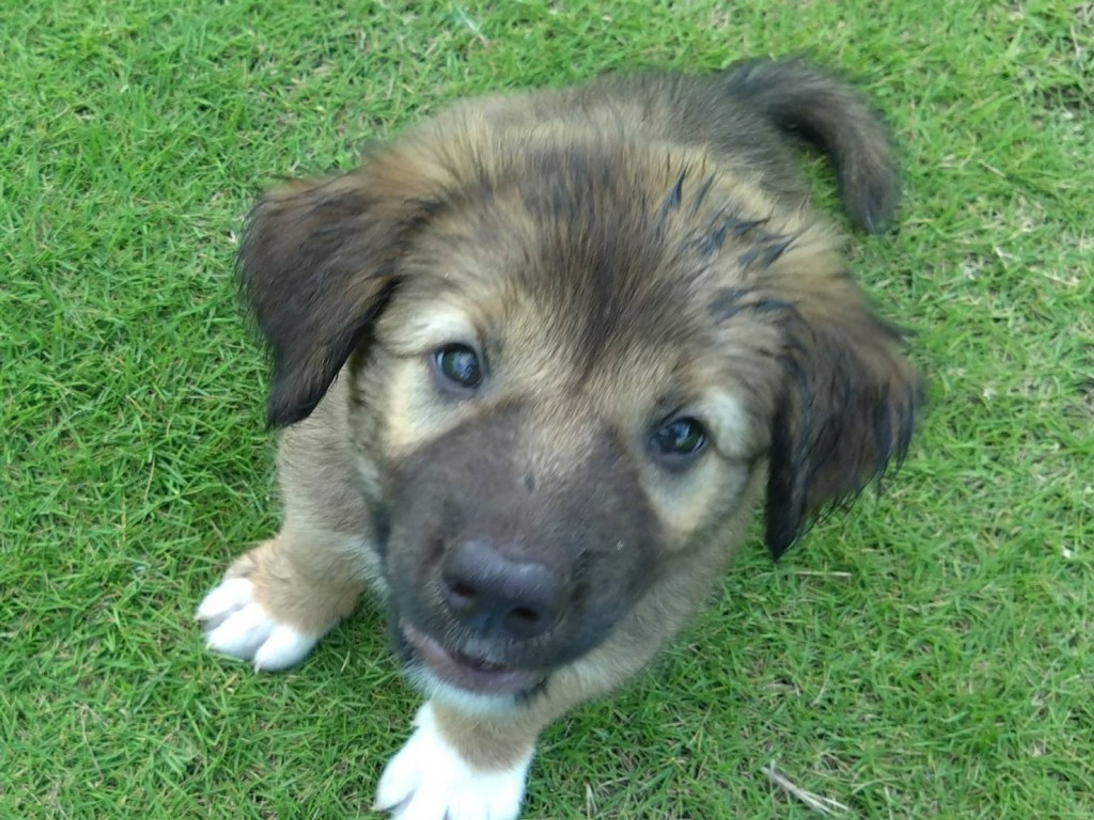 雑種（ミックス犬）・オスの里親募集の写真