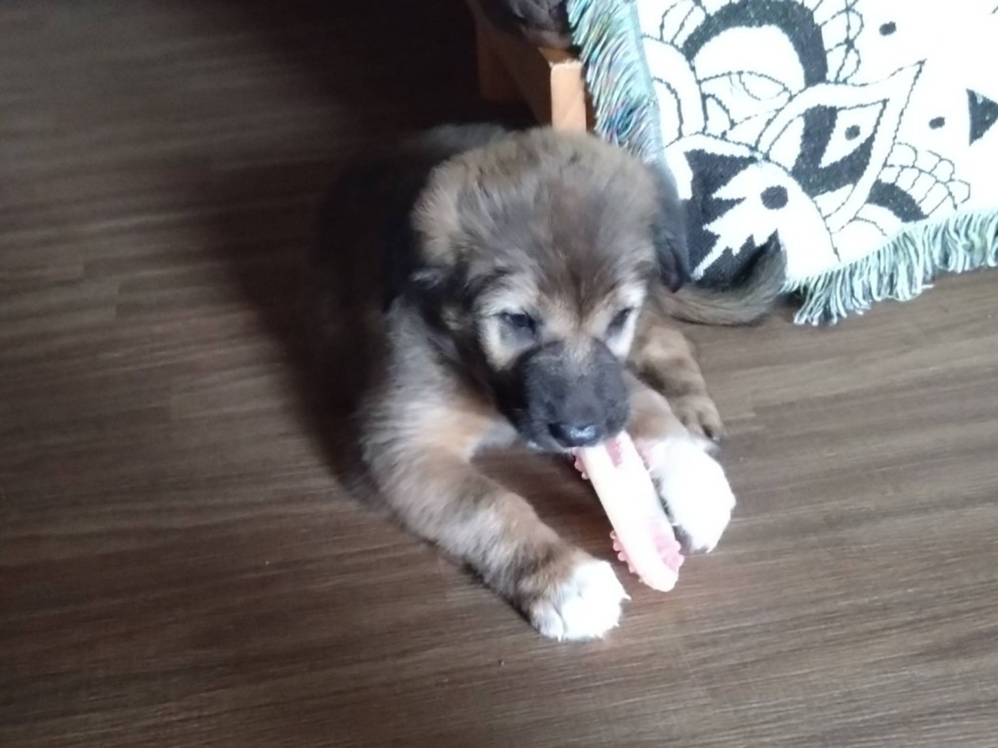 pet-image-3