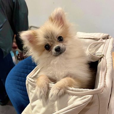 ⭐︎専用⭐︎ ポメラニアンの足様 足にハンディがあっても明るく駆け寄って甘えてくれます
