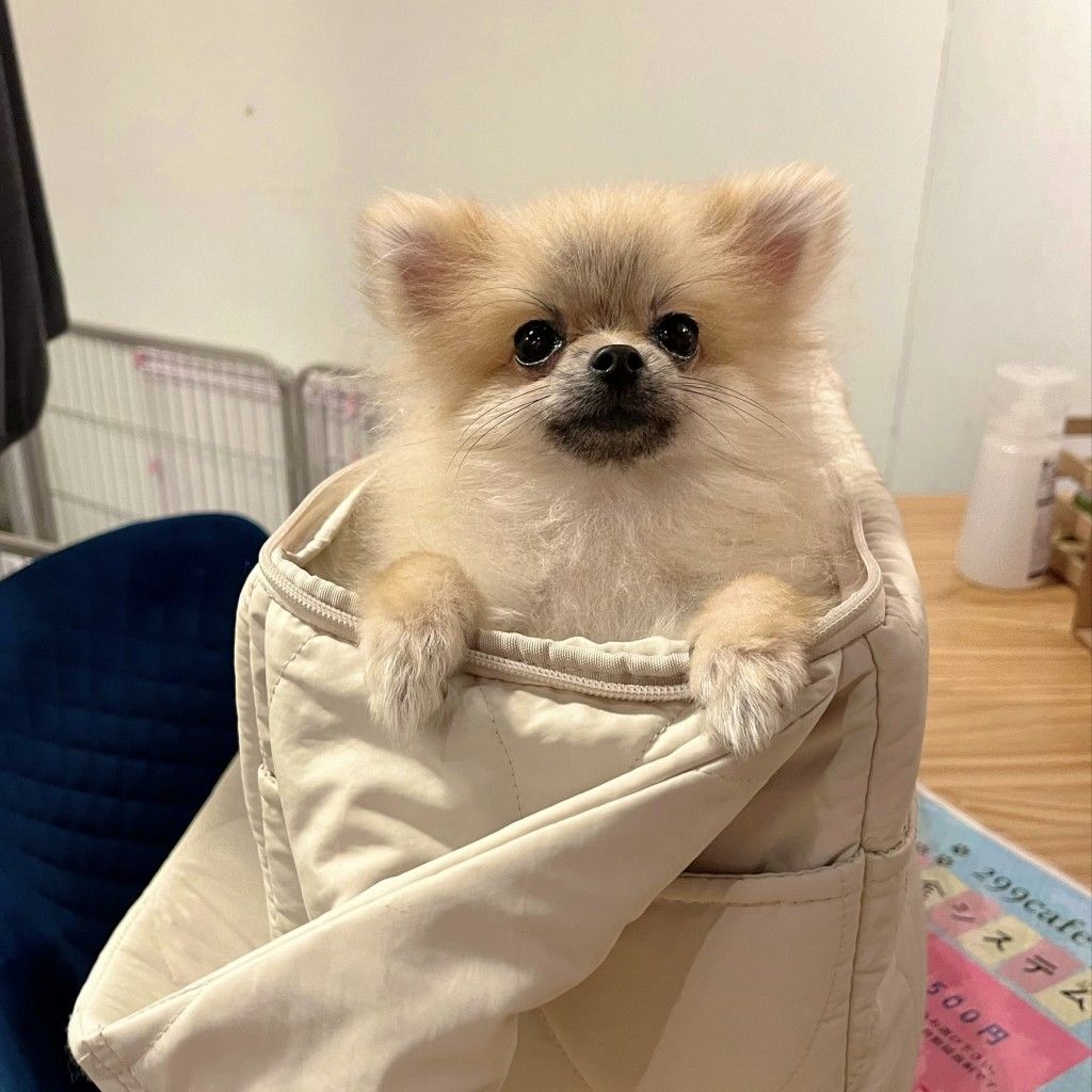 ⭐︎専用⭐︎ ポメラニアンの足様 足にハンディがあっても明るく駆け寄って甘えてくれます