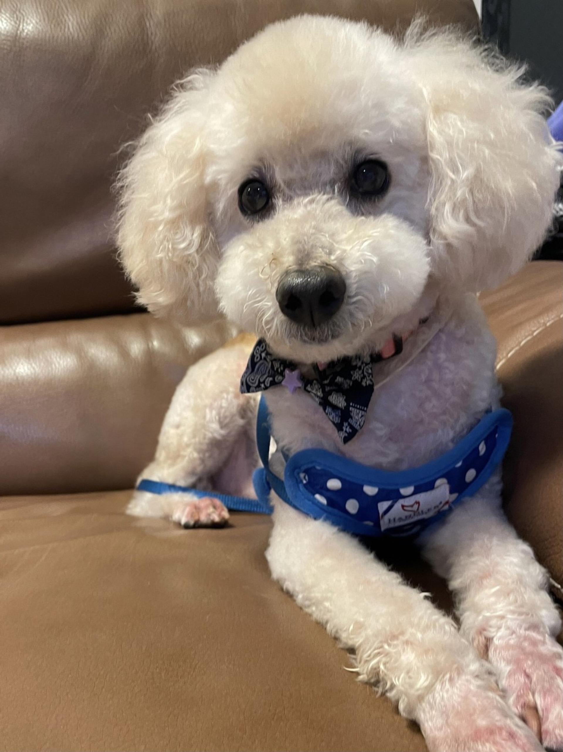 pet-image-2