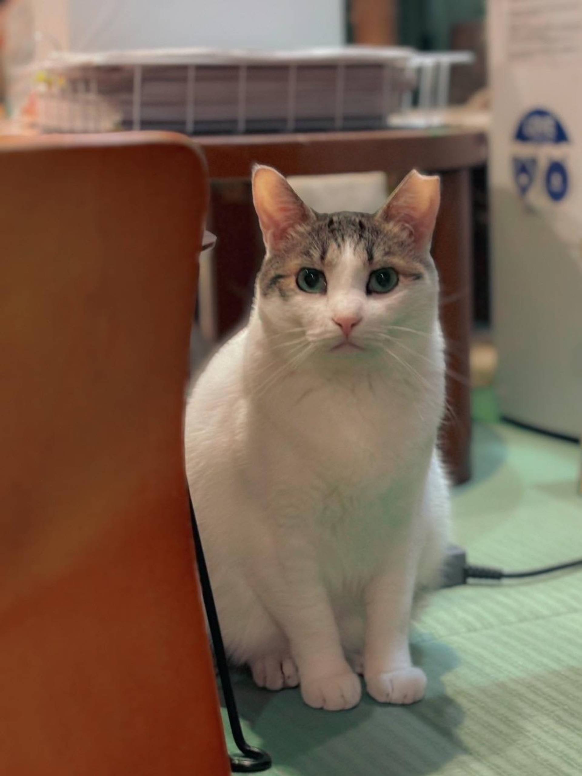 雑種（ミックス猫）・メスの里親募集の写真