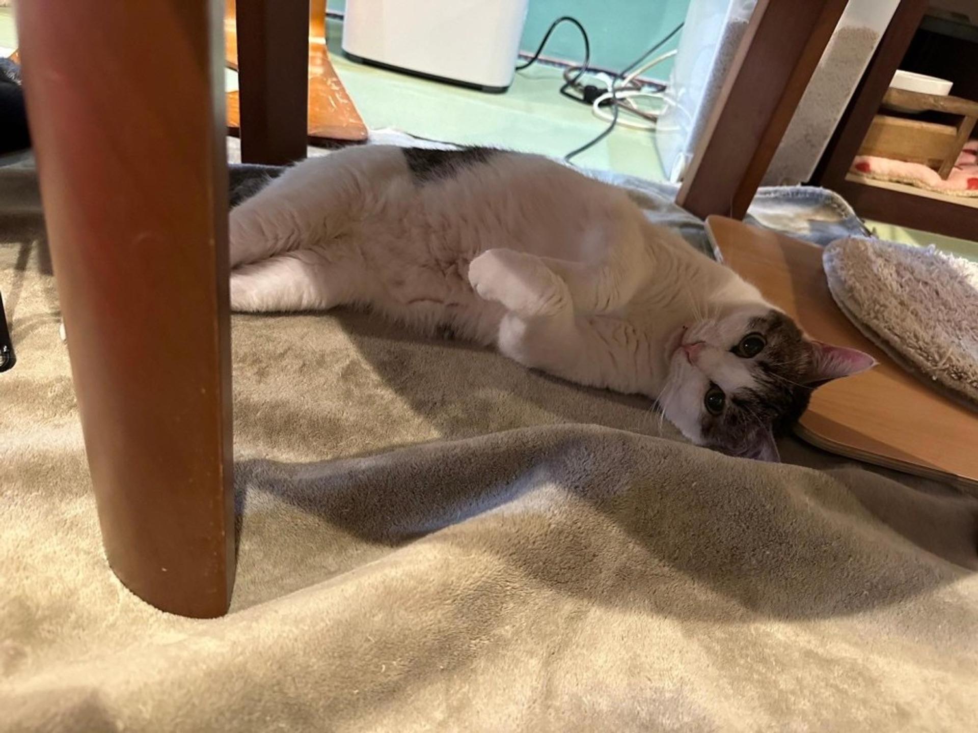pet-image-2