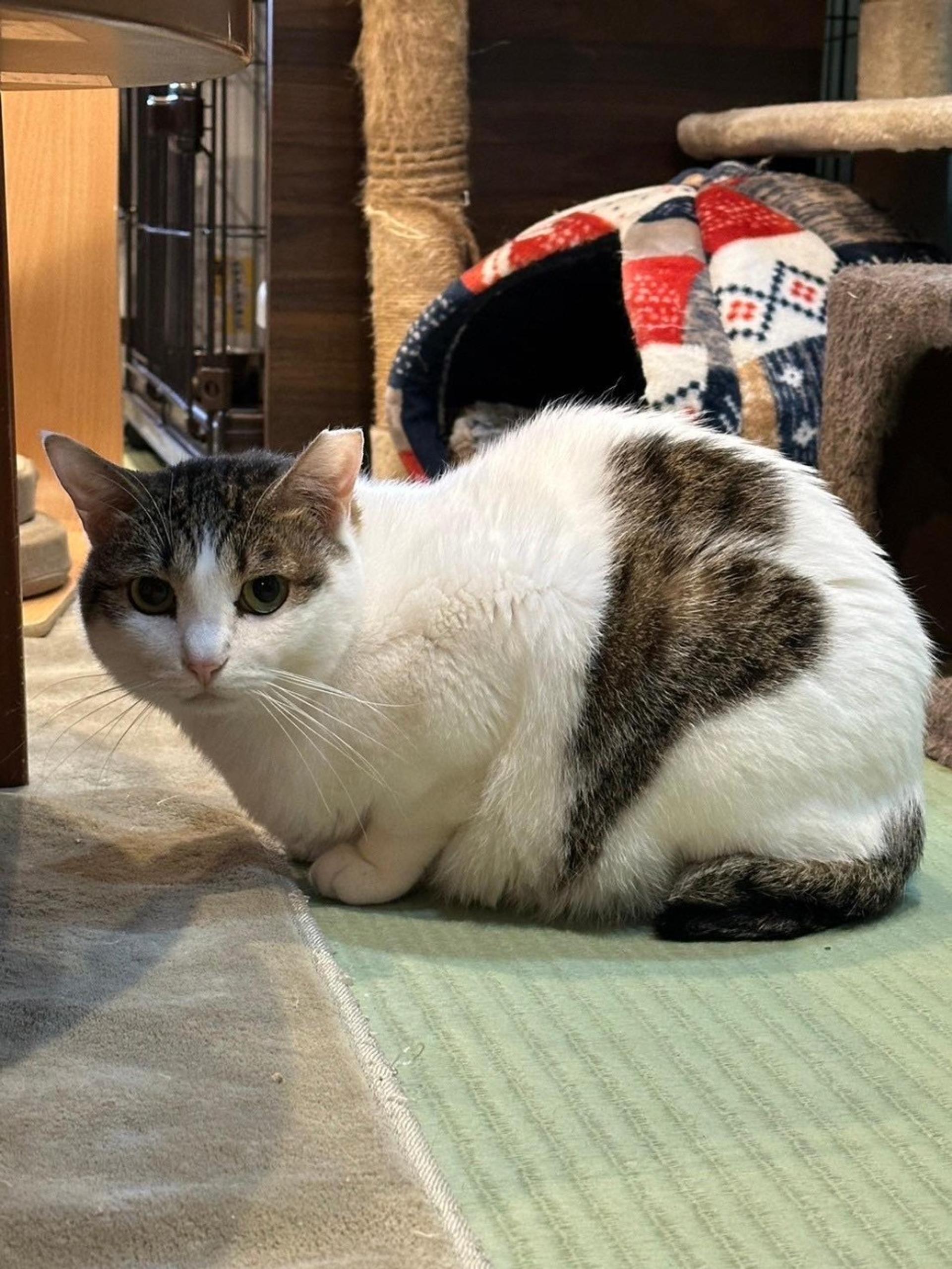 pet-image-3