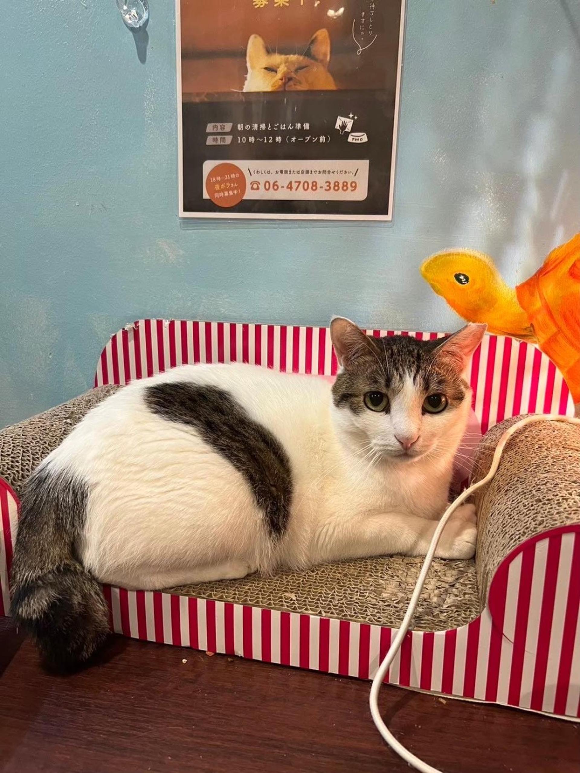pet-image-6