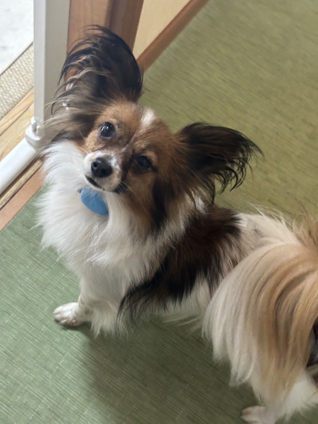 元気いっぱい 推定1歳半の美犬パピヨン | パピヨン | 特定非営利活動