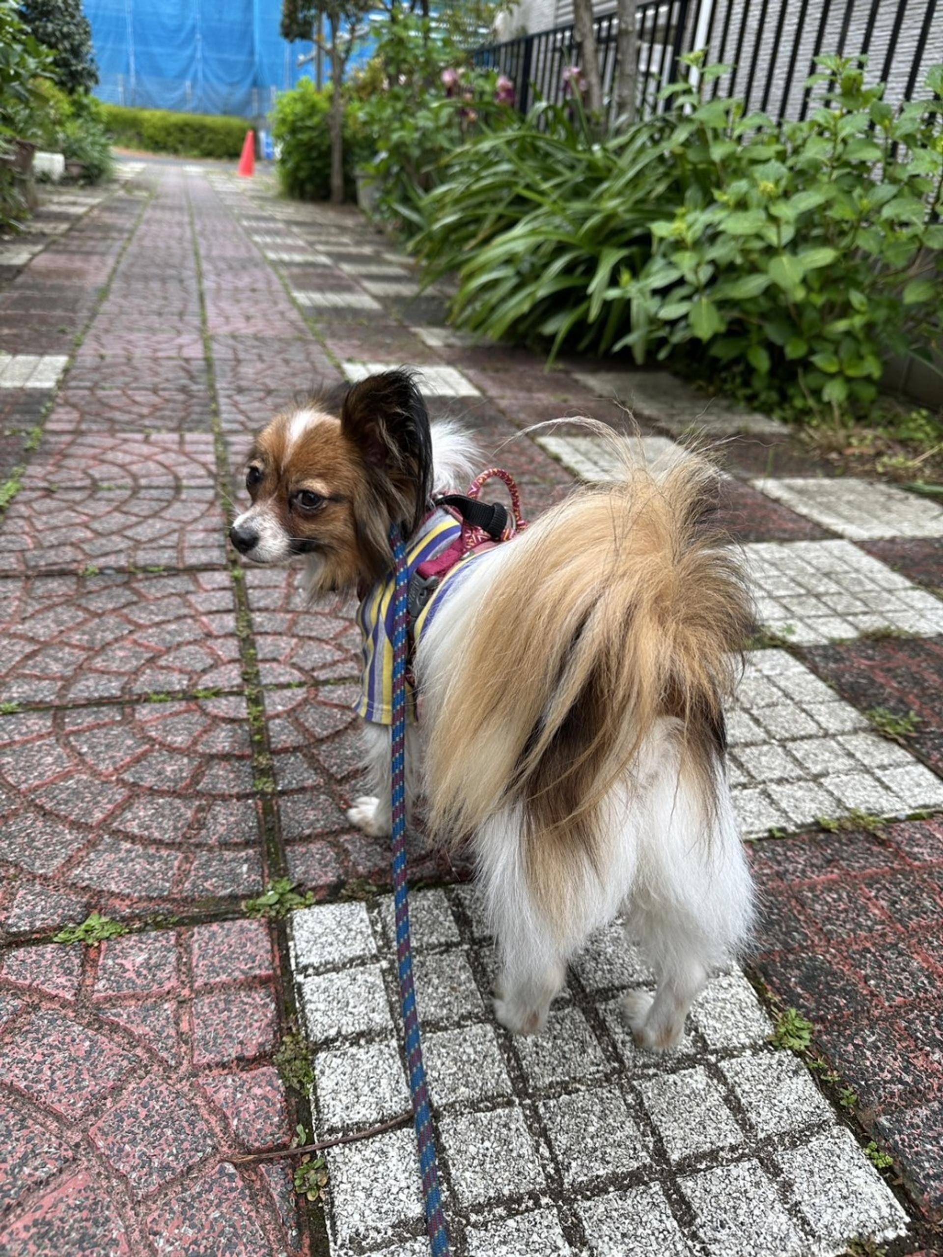 pet-image-3