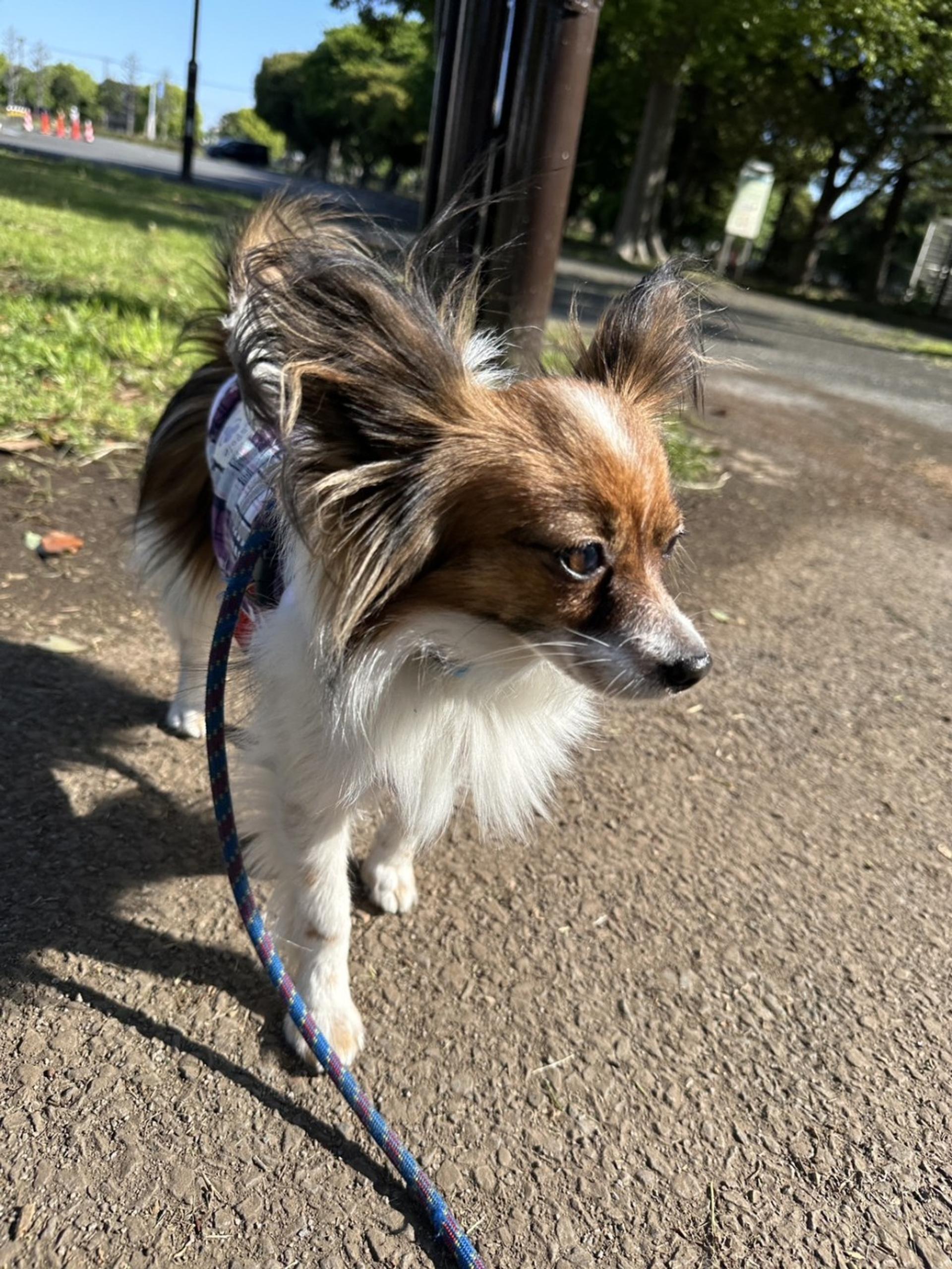 pet-image-4
