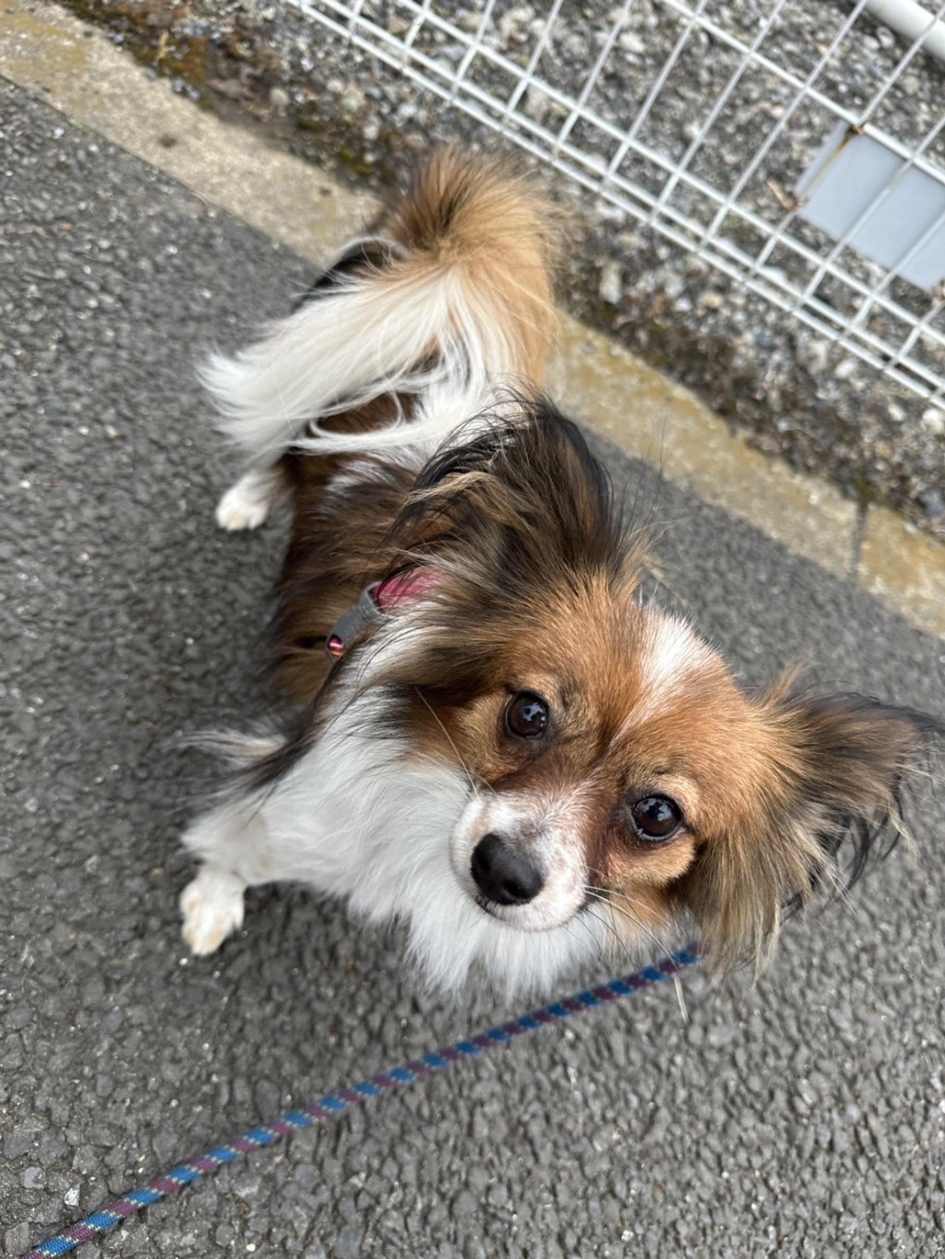 pet-image-5