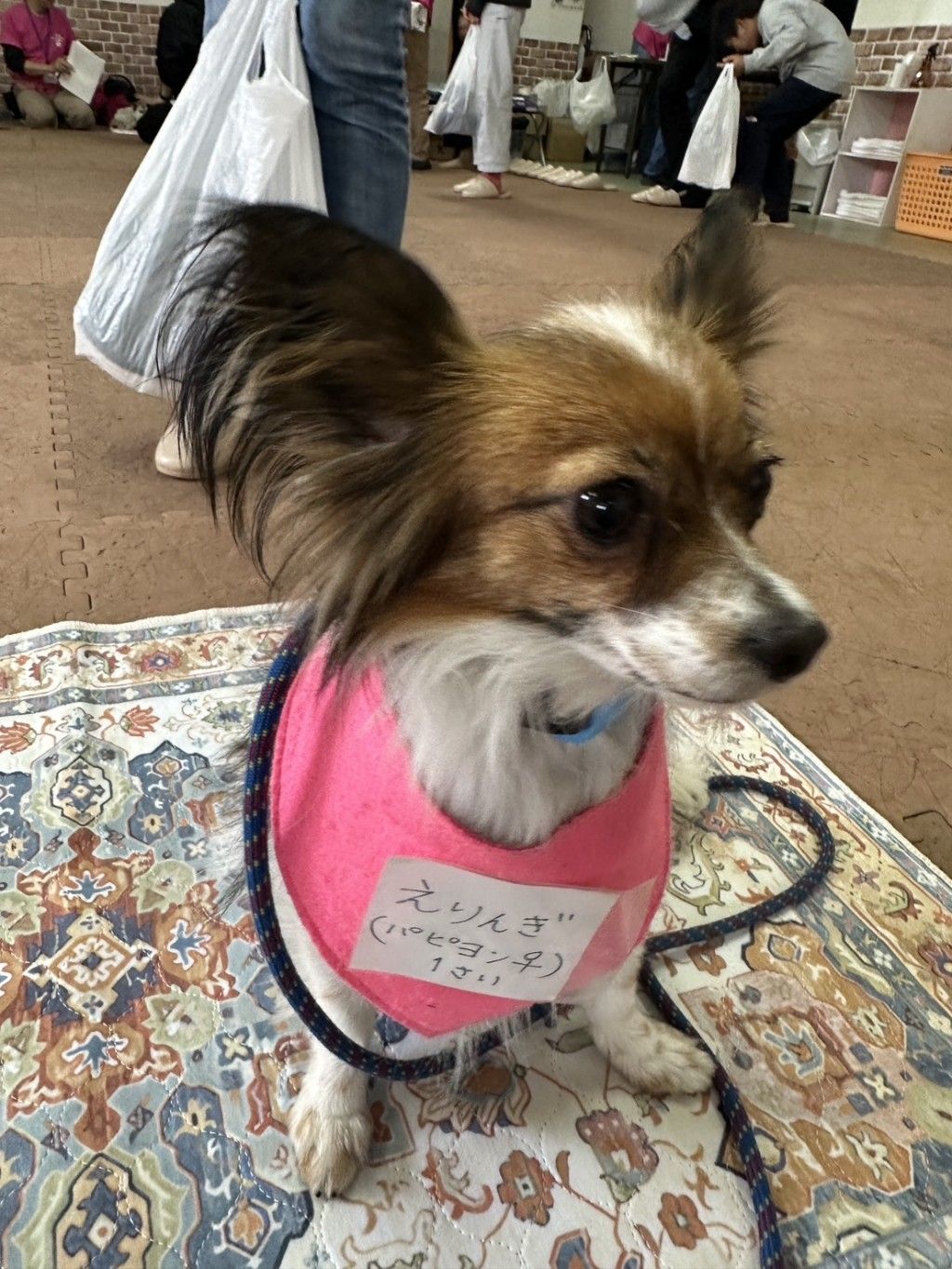 元気いっぱい 推定1歳半の美犬パピヨン | パピヨン | 特定非営利活動