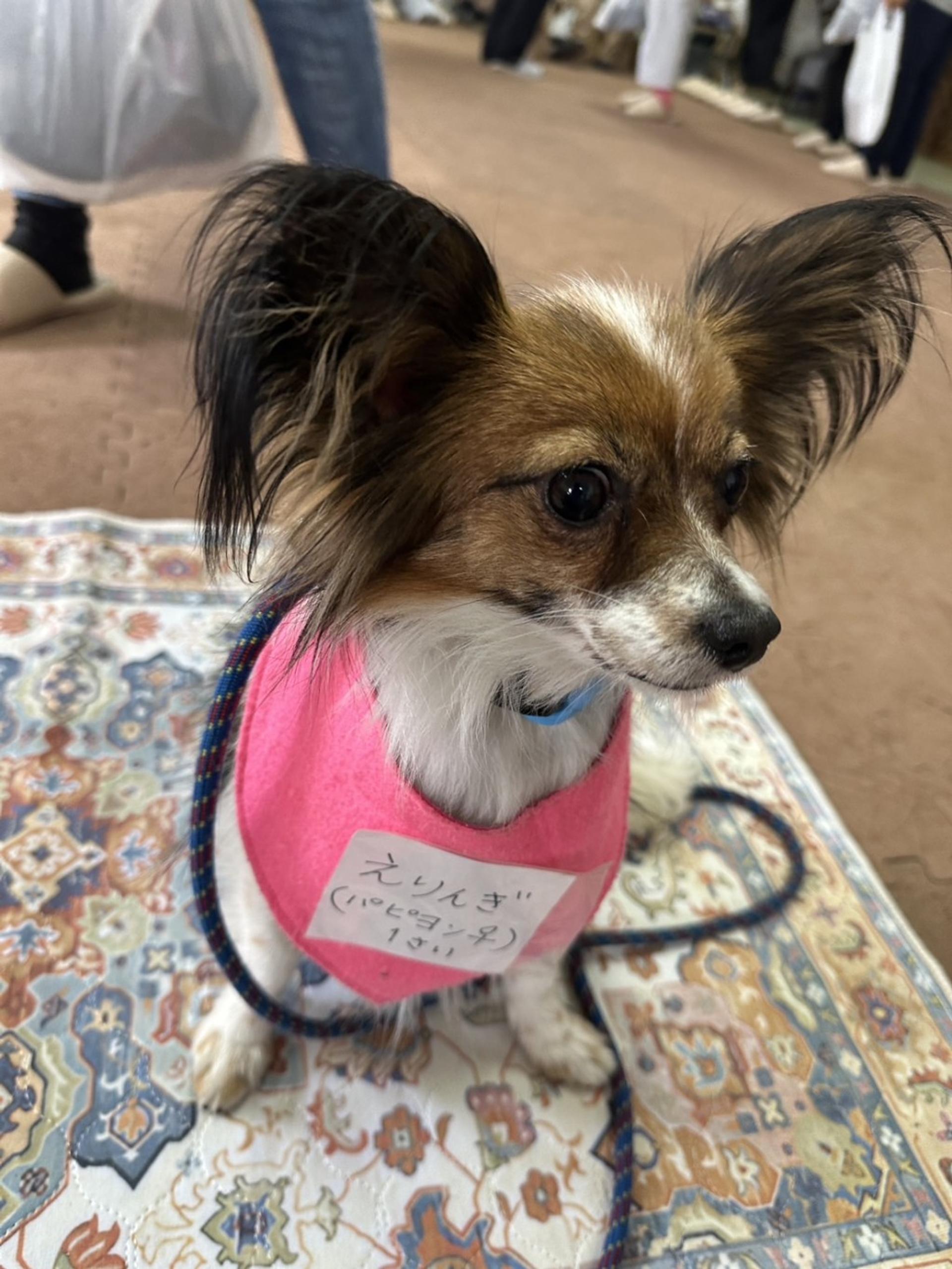 pet-image-7