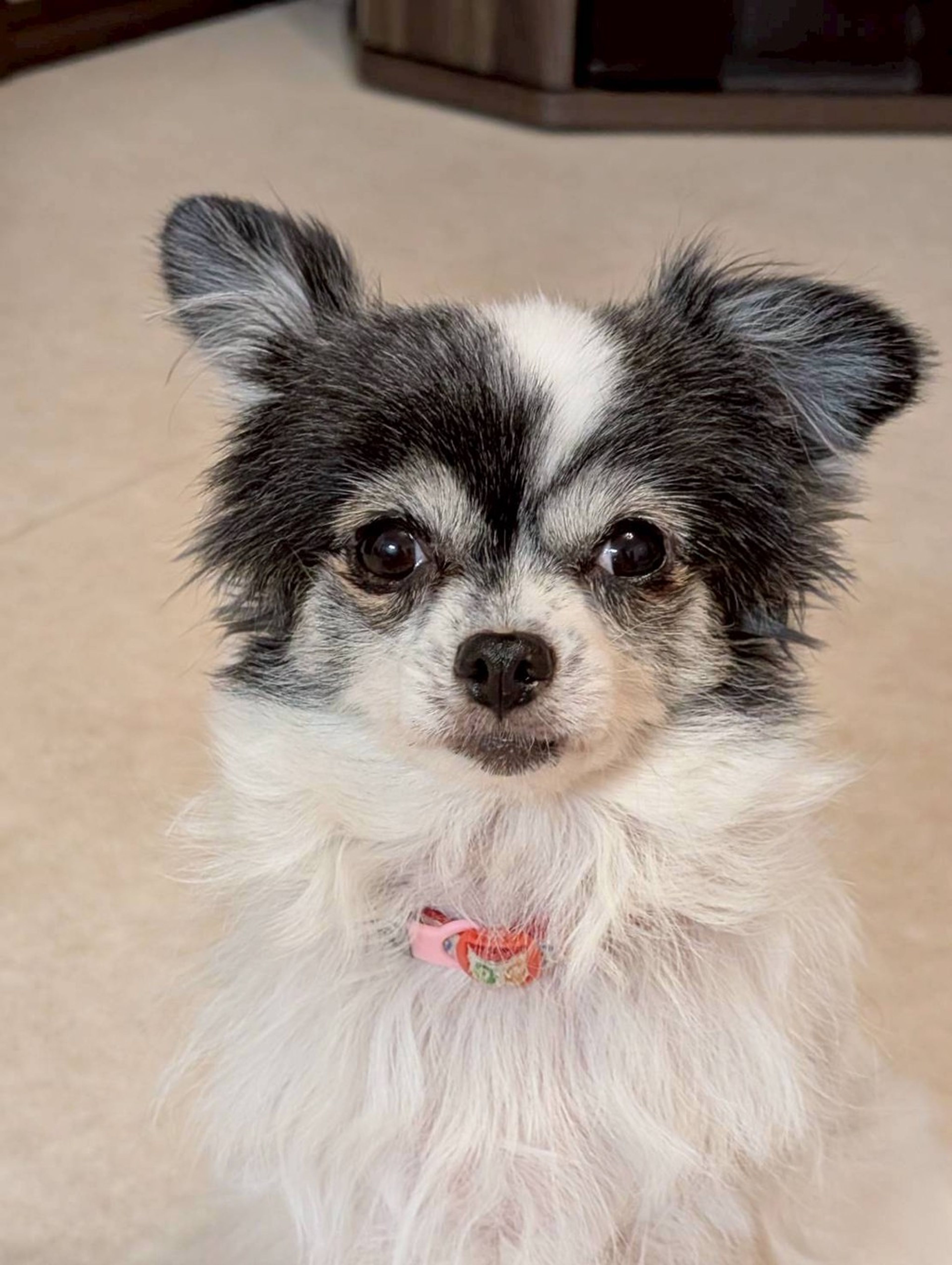 チワワ・メスの里親募集の写真