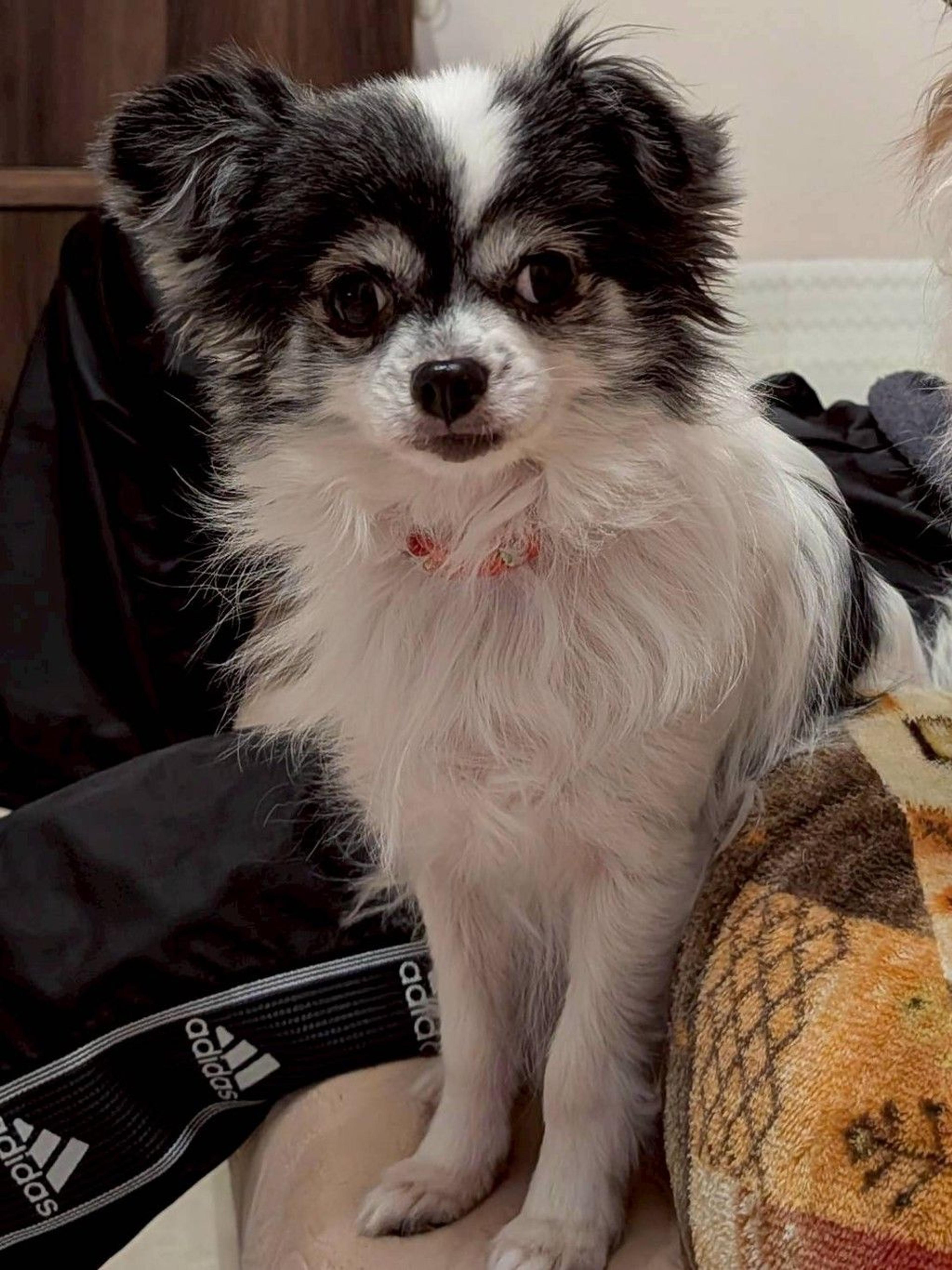 pet-image-2