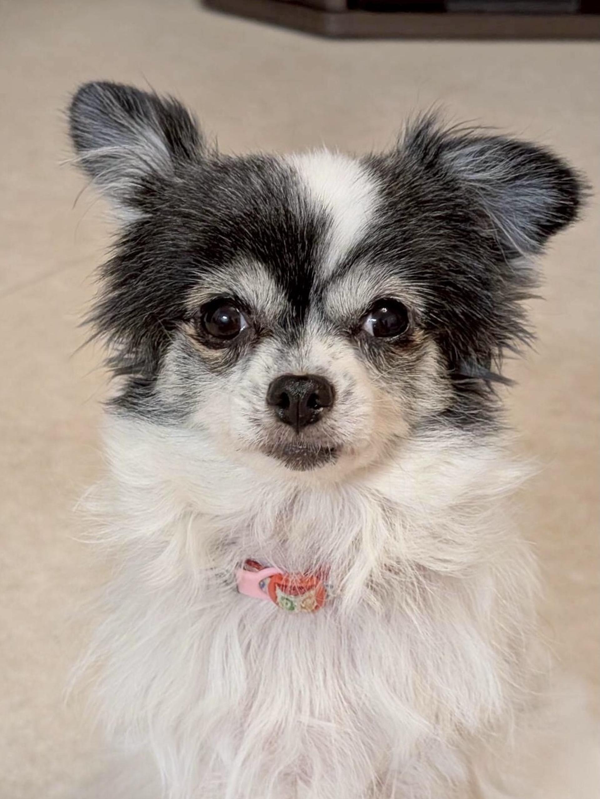 pet-image-2
