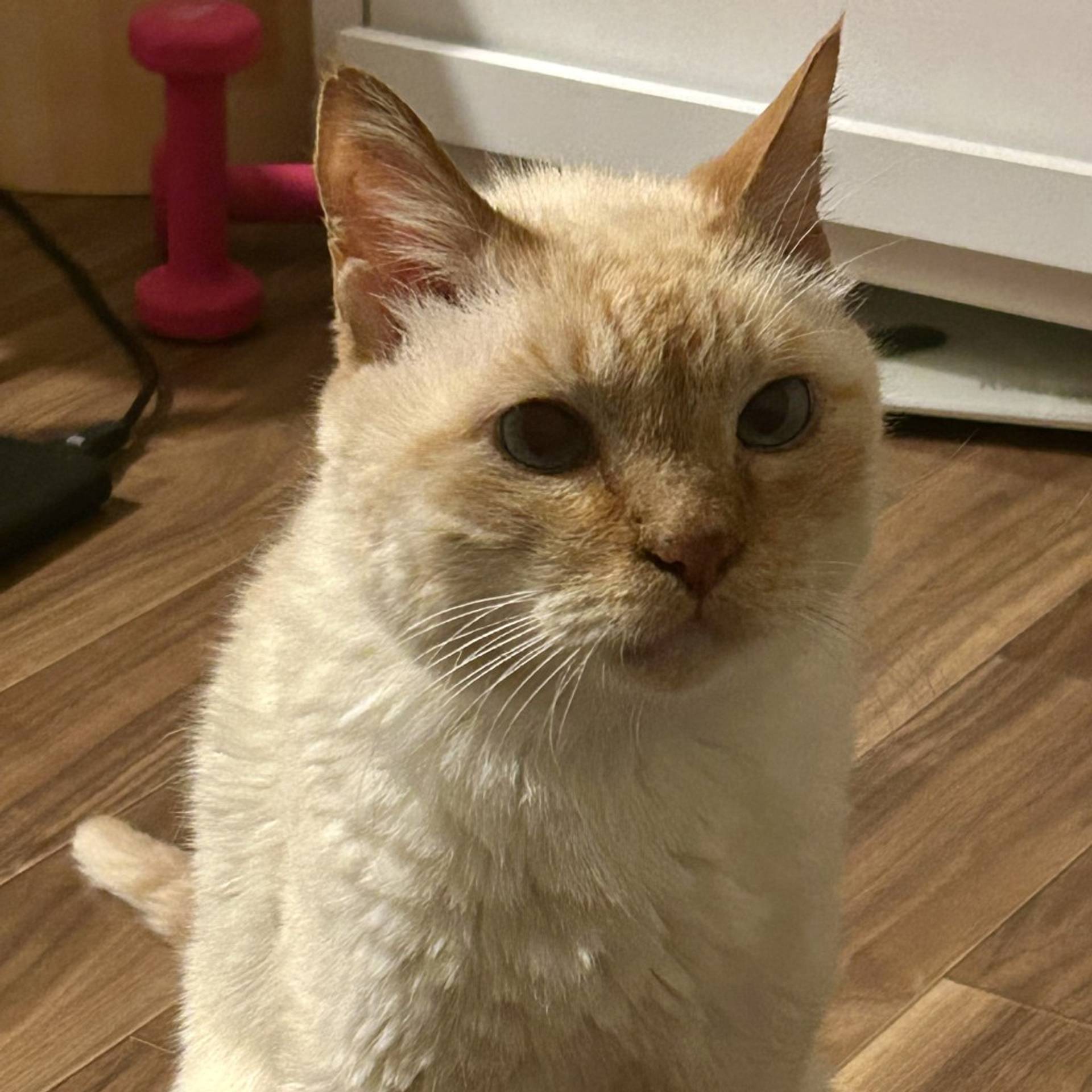雑種（ミックス猫）・オスの里親募集の写真