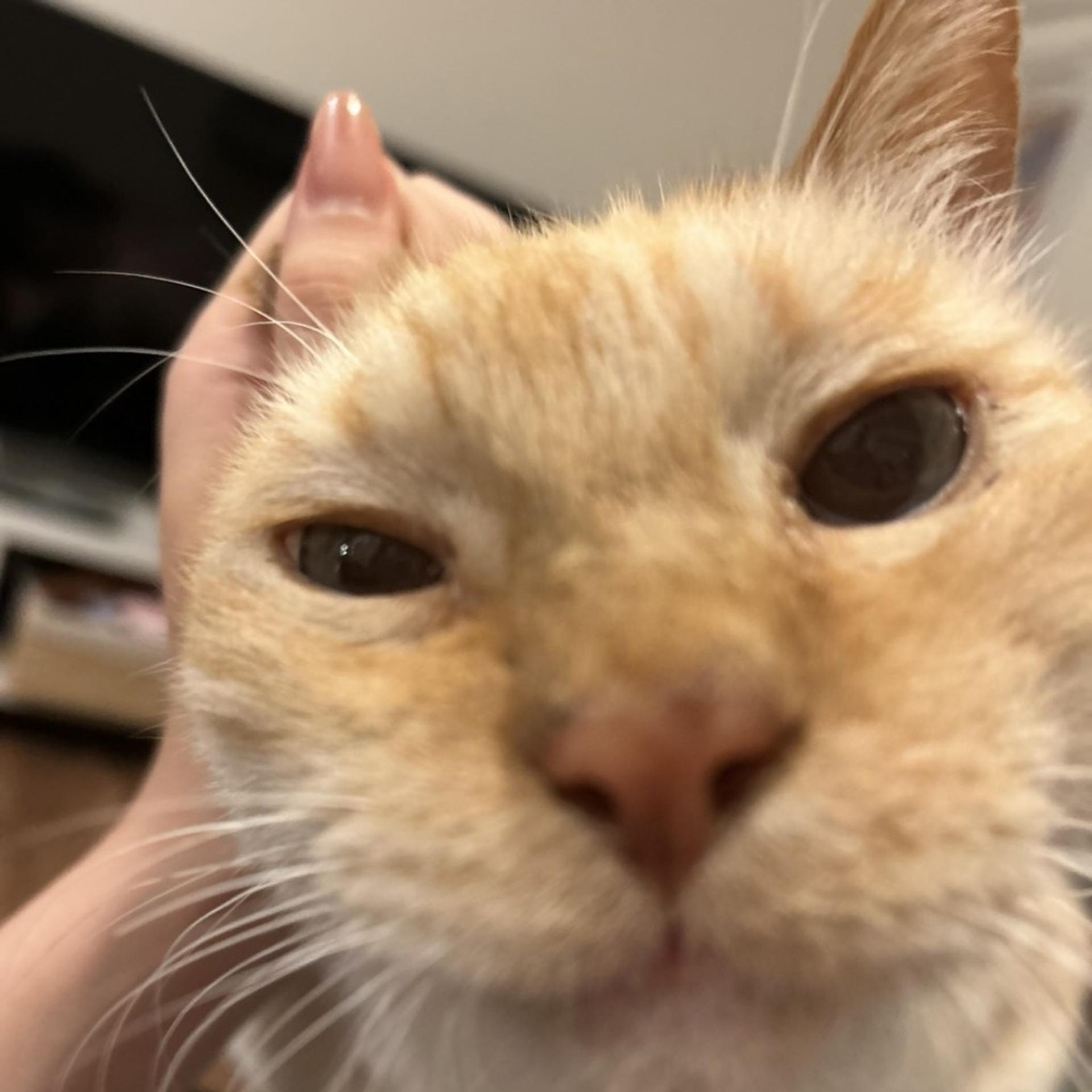 pet-image-2