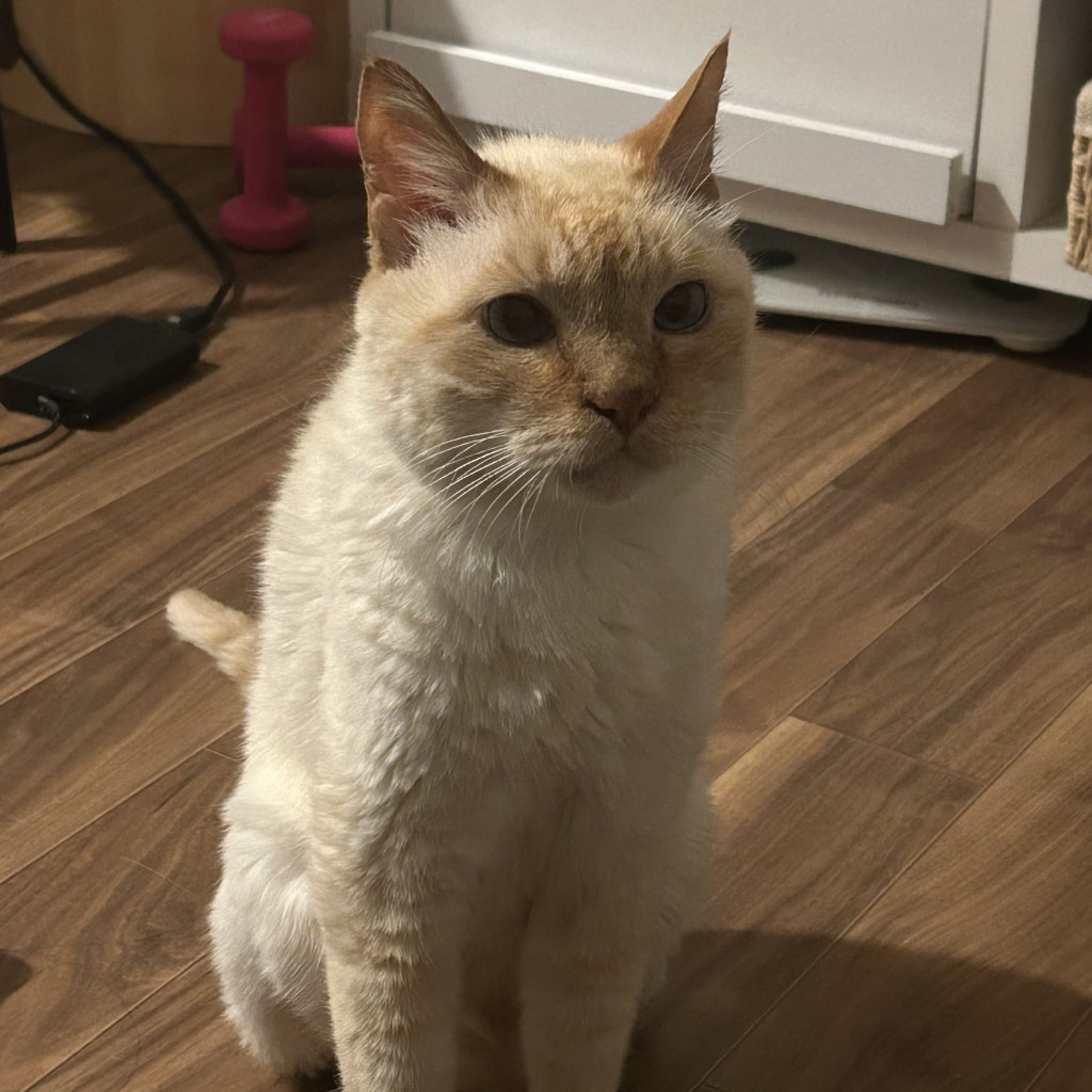 pet-image-6