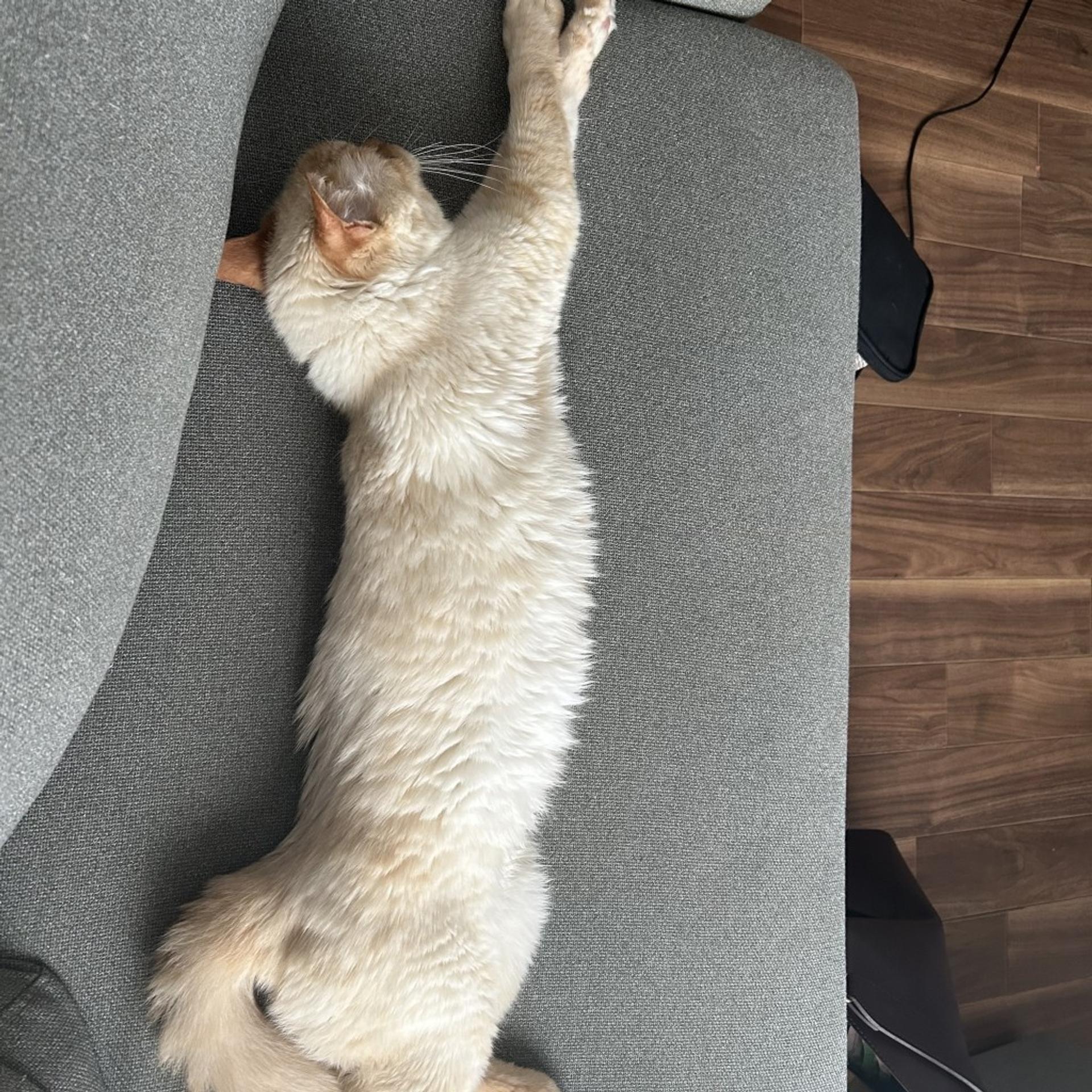 pet-image-3