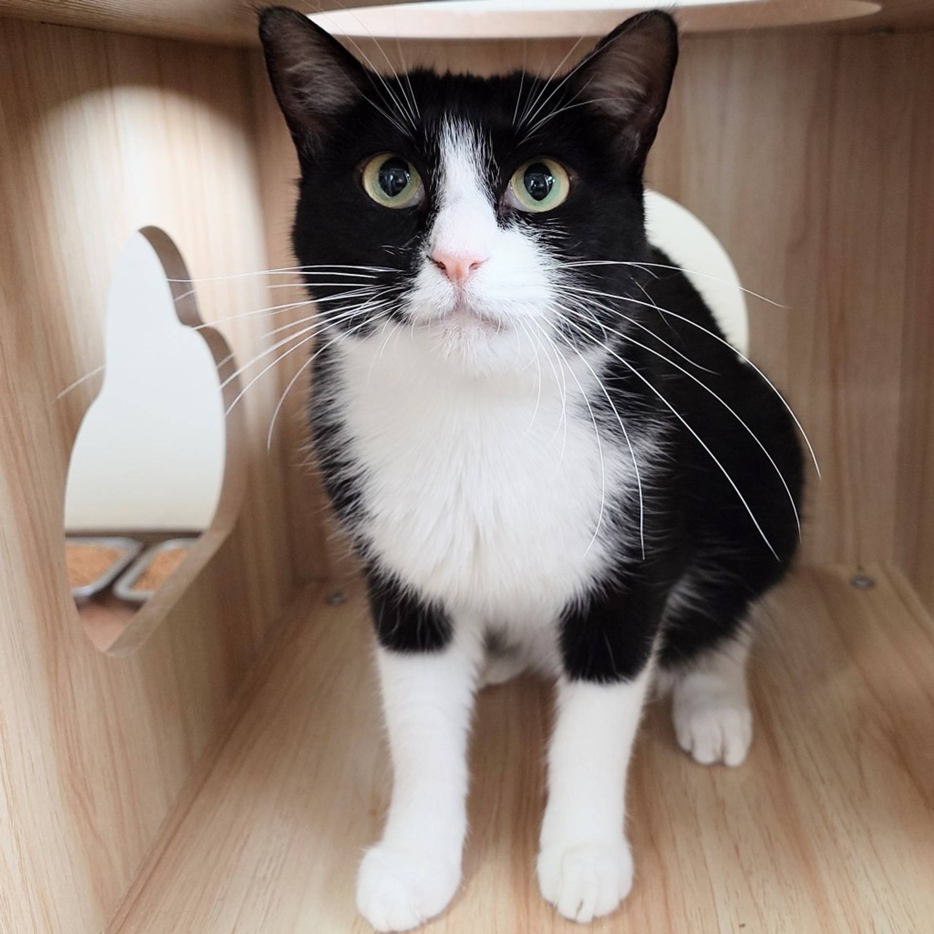 雑種（ミックス猫）・メスの里親募集の写真