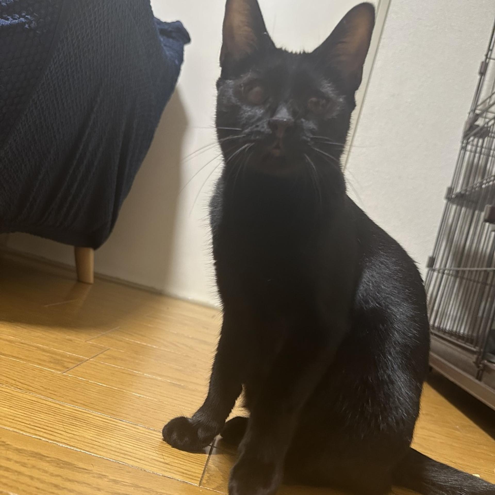 pet-image-5