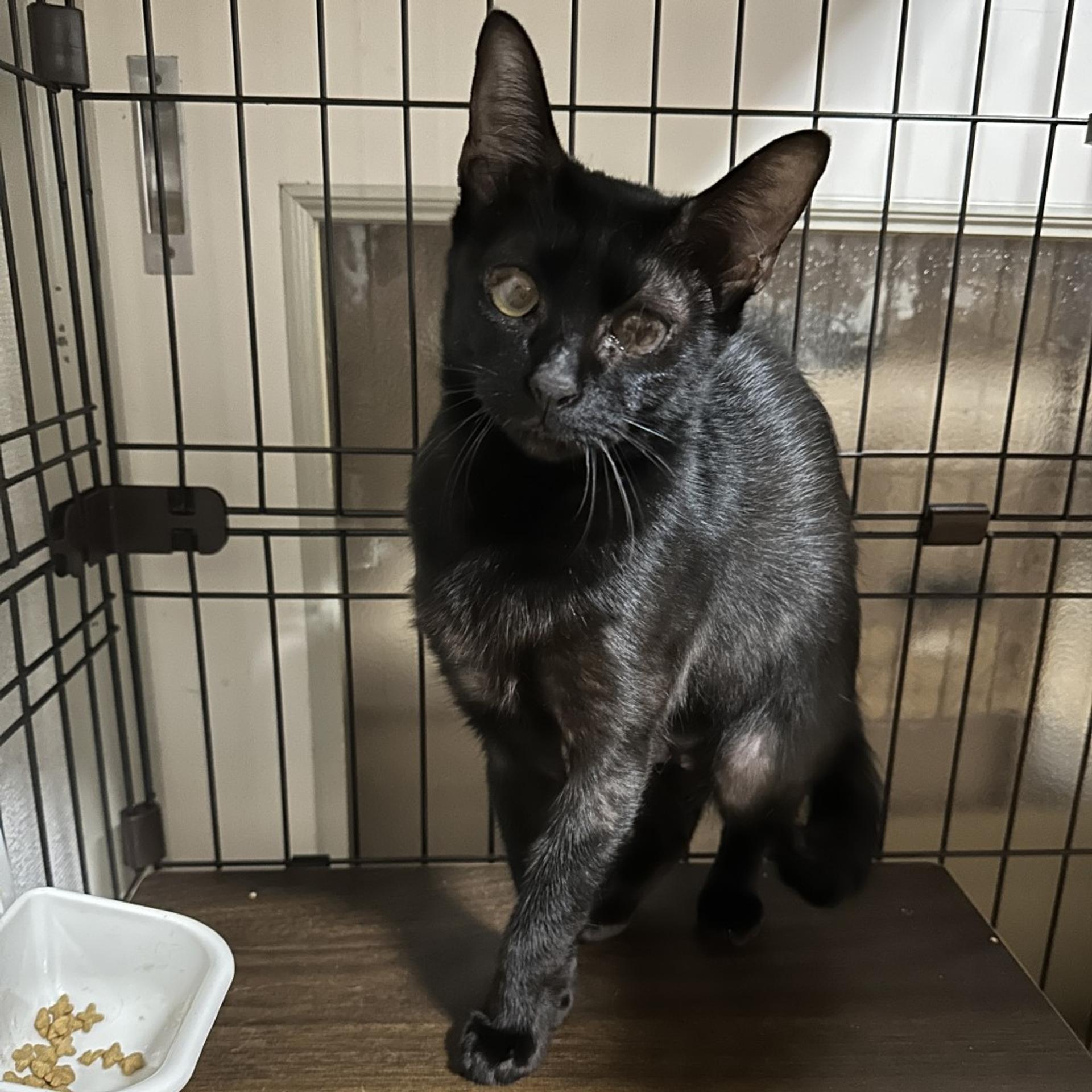 pet-image-6
