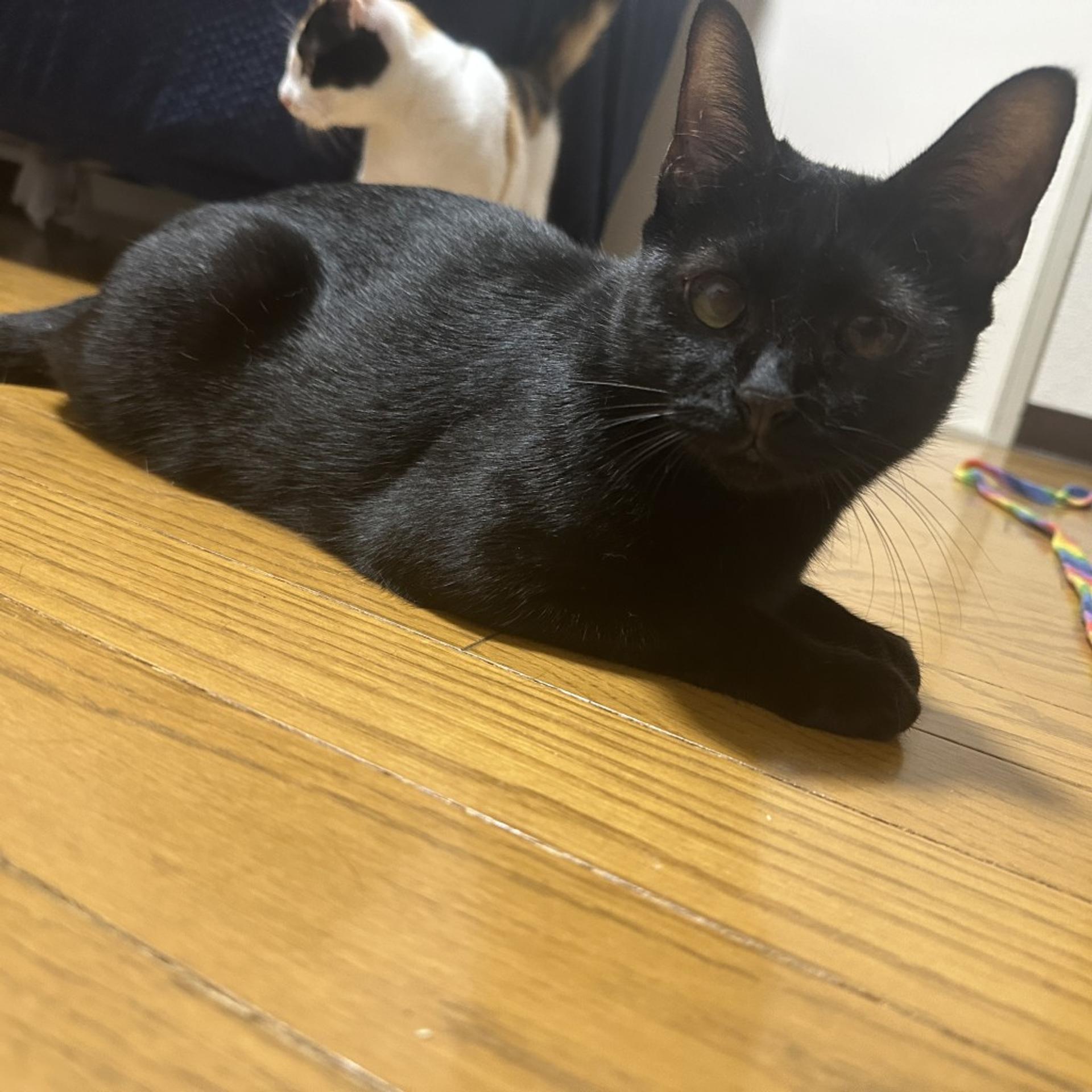 pet-image-3