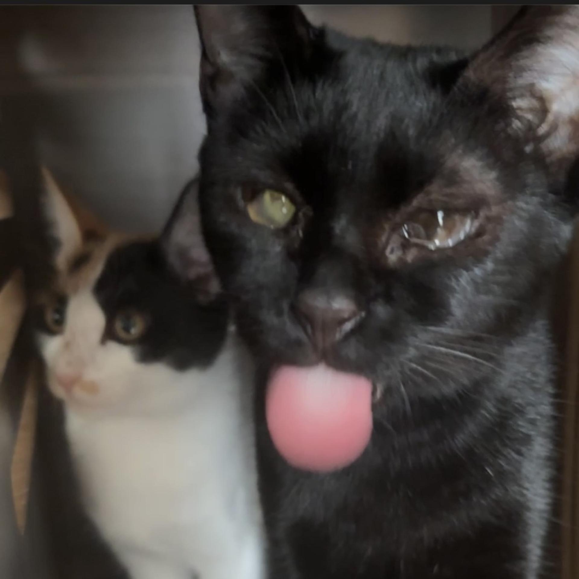 pet-image-4