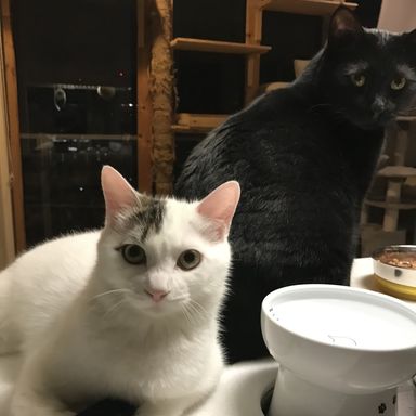 ぴのこ＆熊五郎