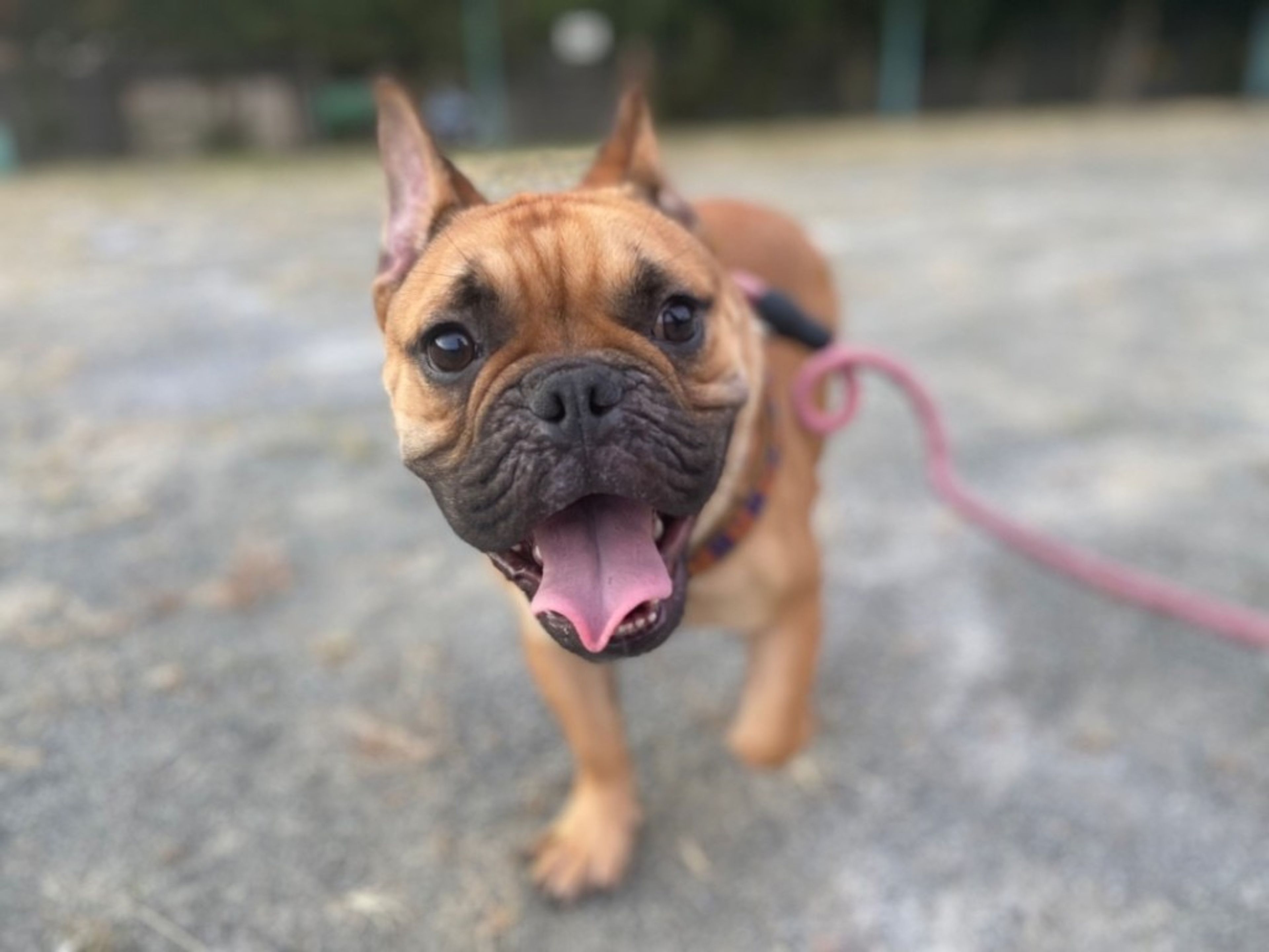 pet-image-2