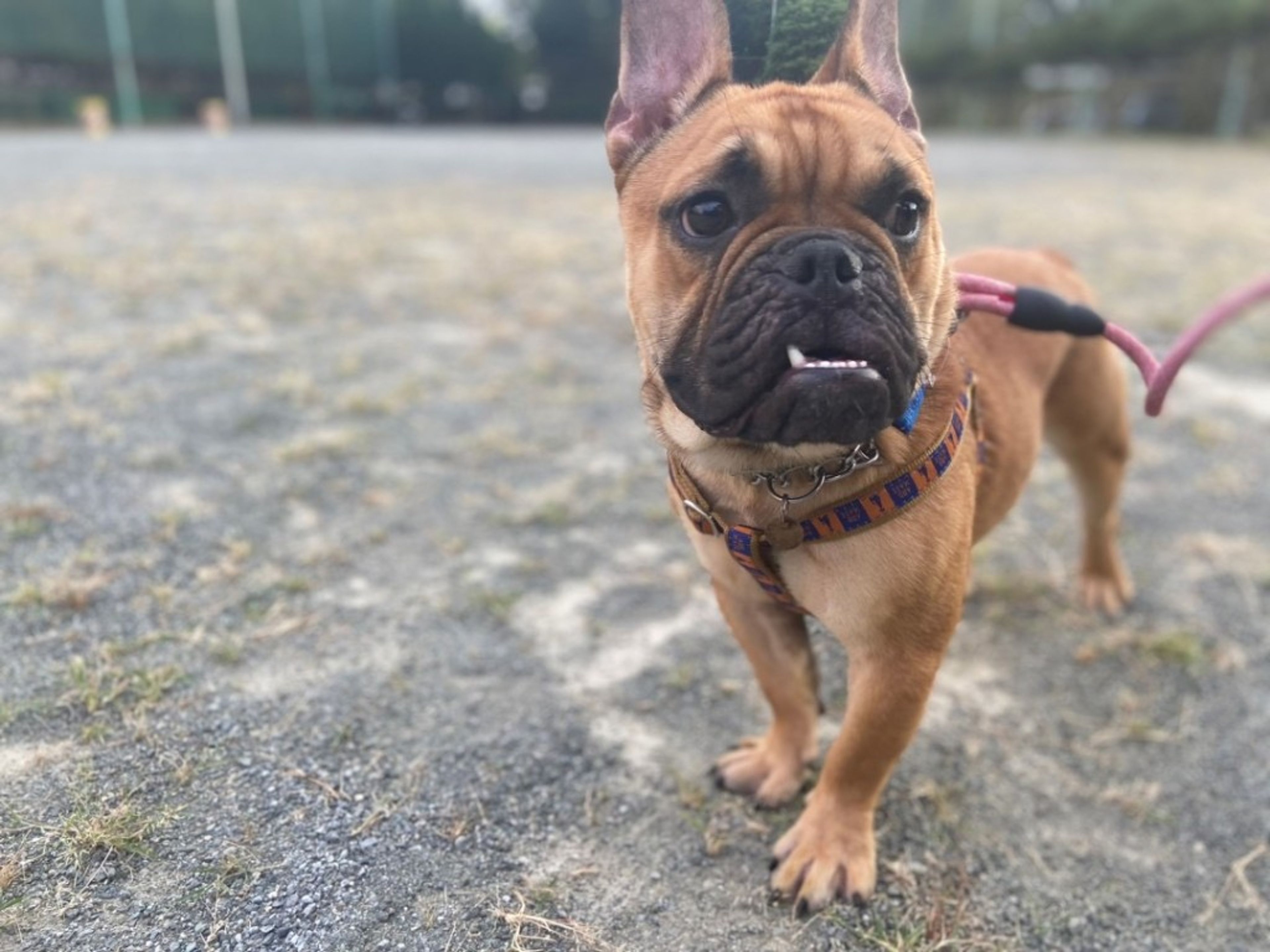pet-image-3