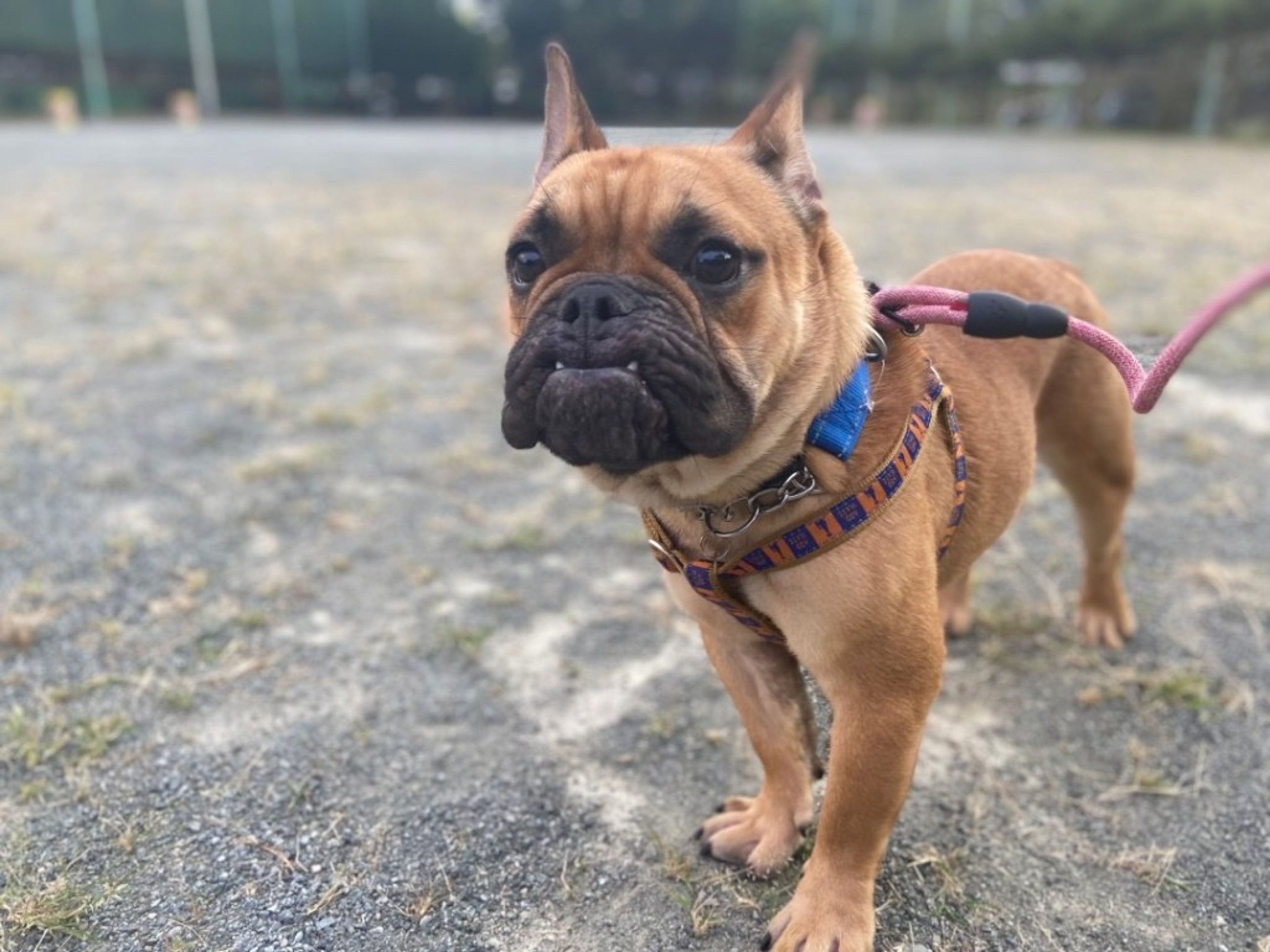 pet-image-4