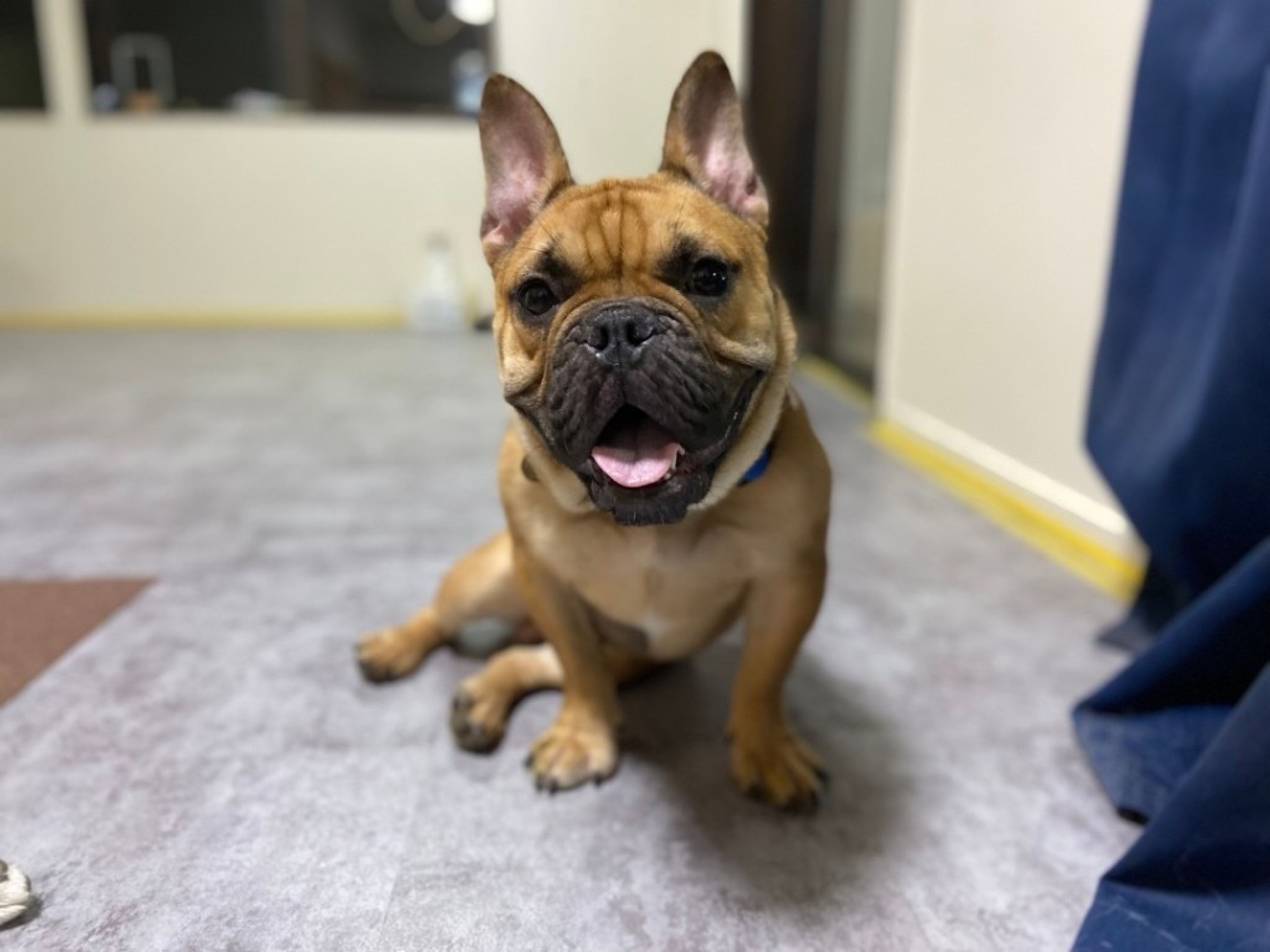 pet-image-5